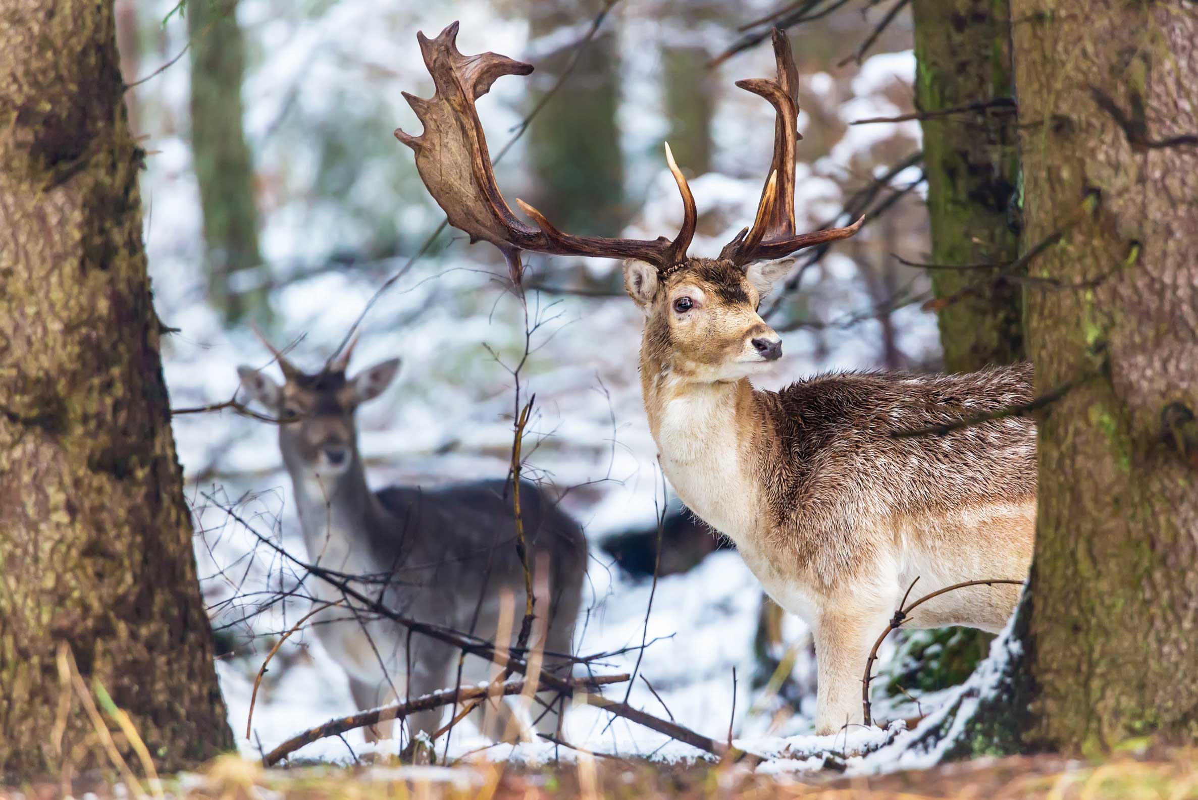 Fallow deer.