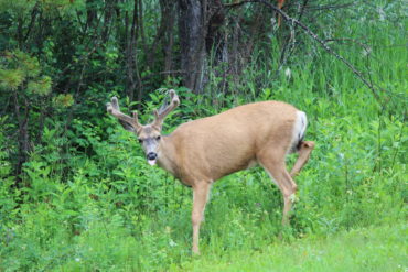 Deer. Credit: Raeanne O’Meara.