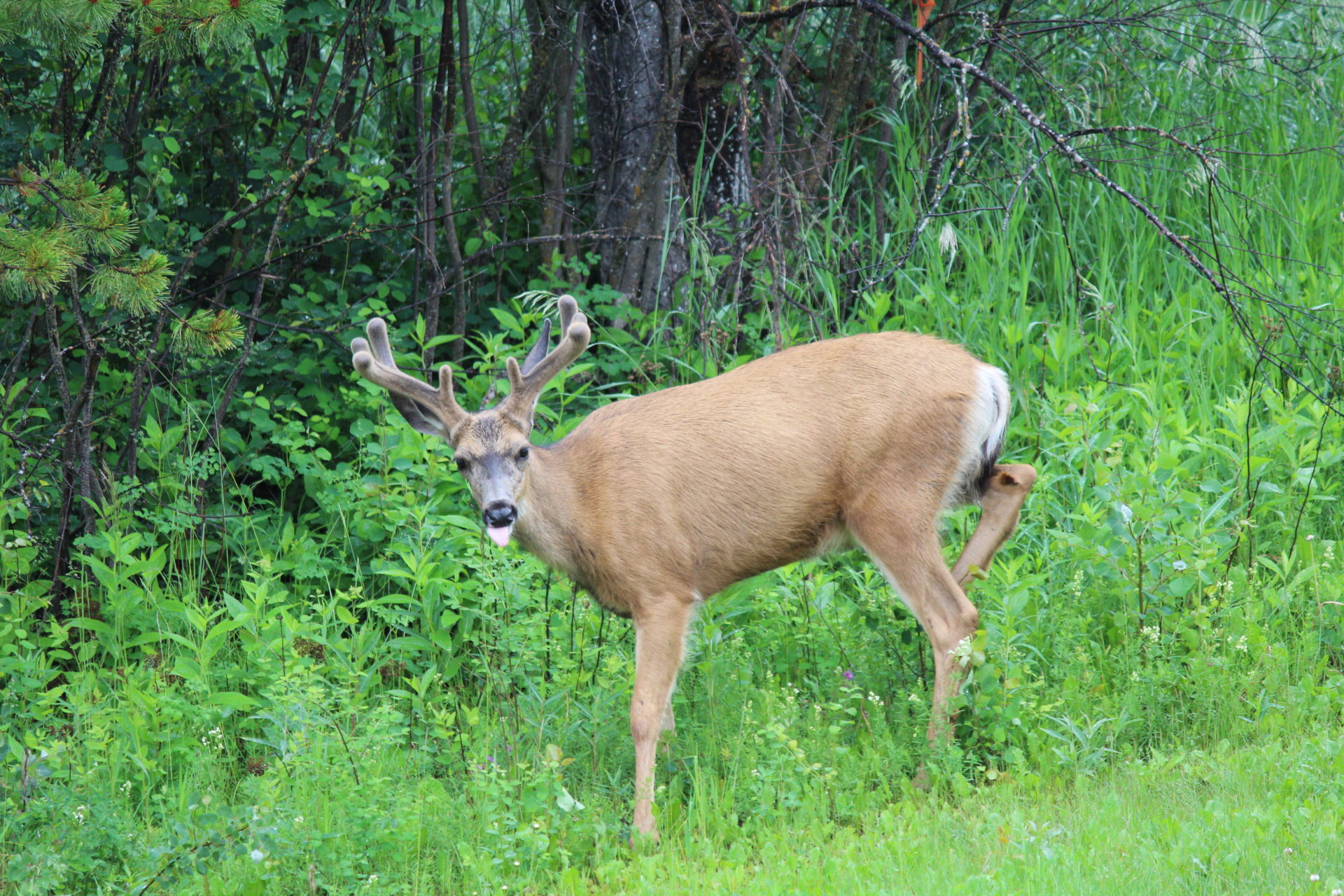 Deer. Credit: Raeanne O’Meara.