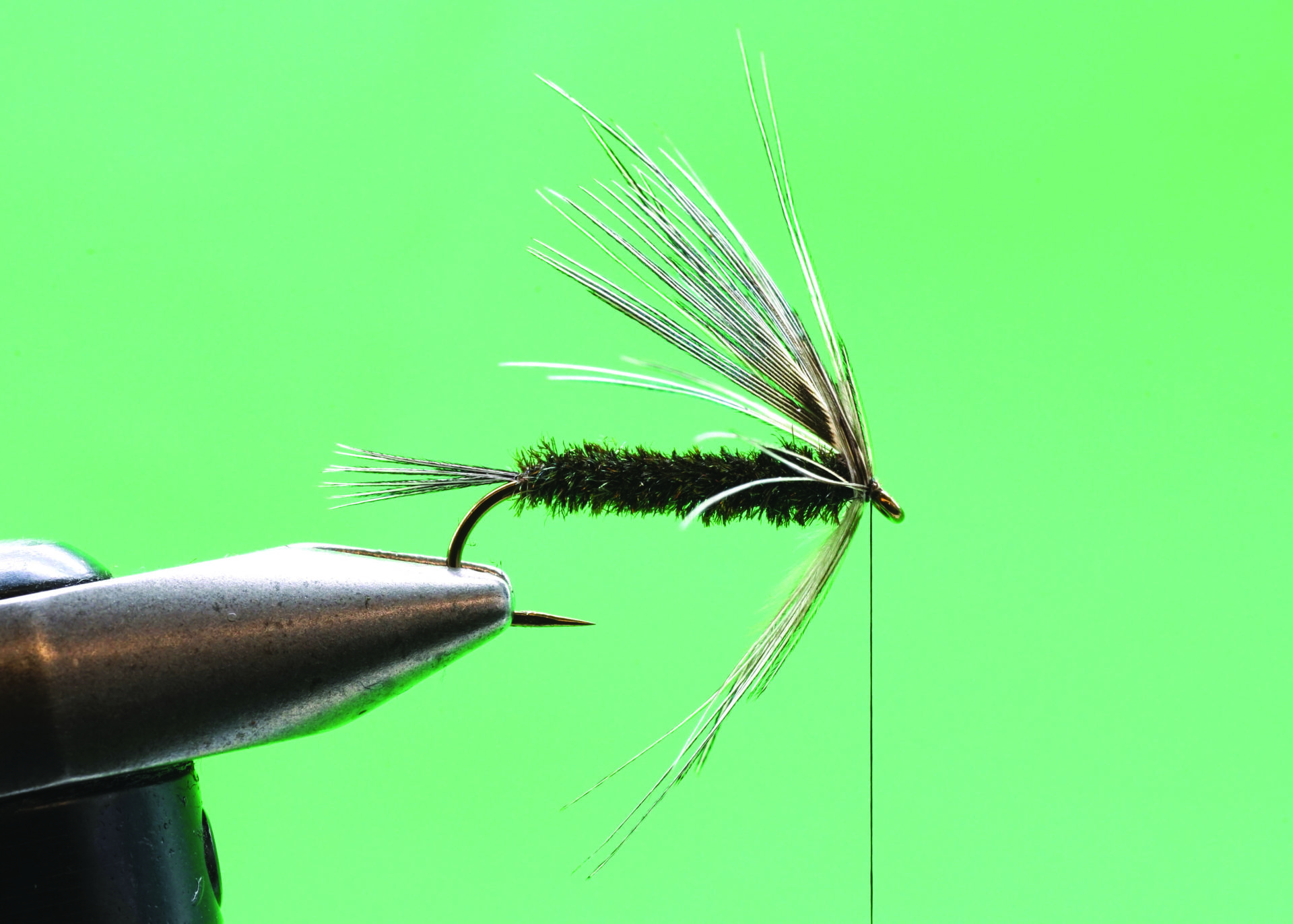 Peacock Carey: Step 6.