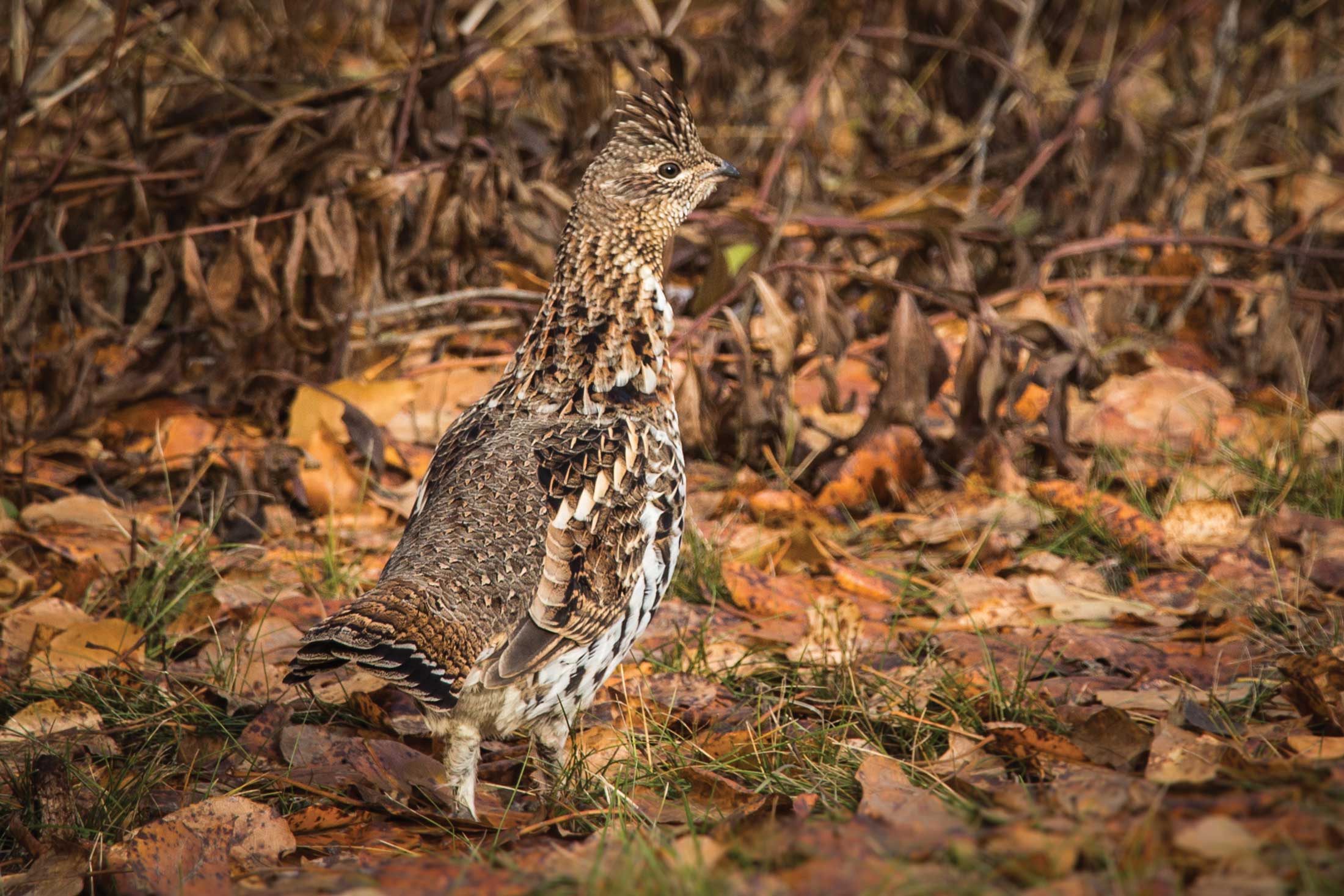 Ruffed grouse, pictured, are one of two grouse species most commonly found in the Lakes District. Photo by iStock.