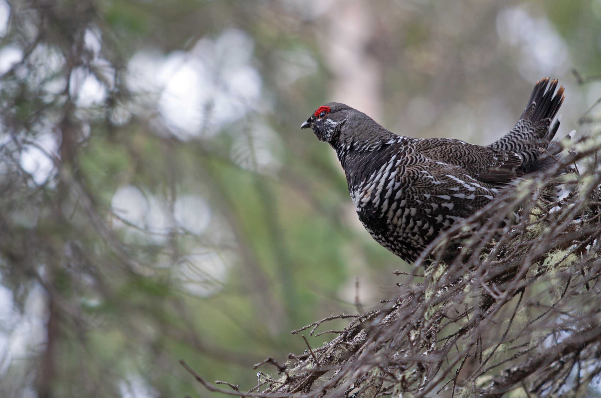 Spruce grouse males are easy to identify with their red eyebrow. Photo by iStock.