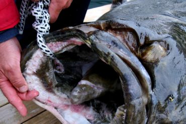 Halibut