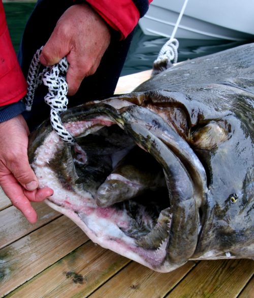 Halibut Fishery Opening February 15, 2021 • BC Outdoors Magazine