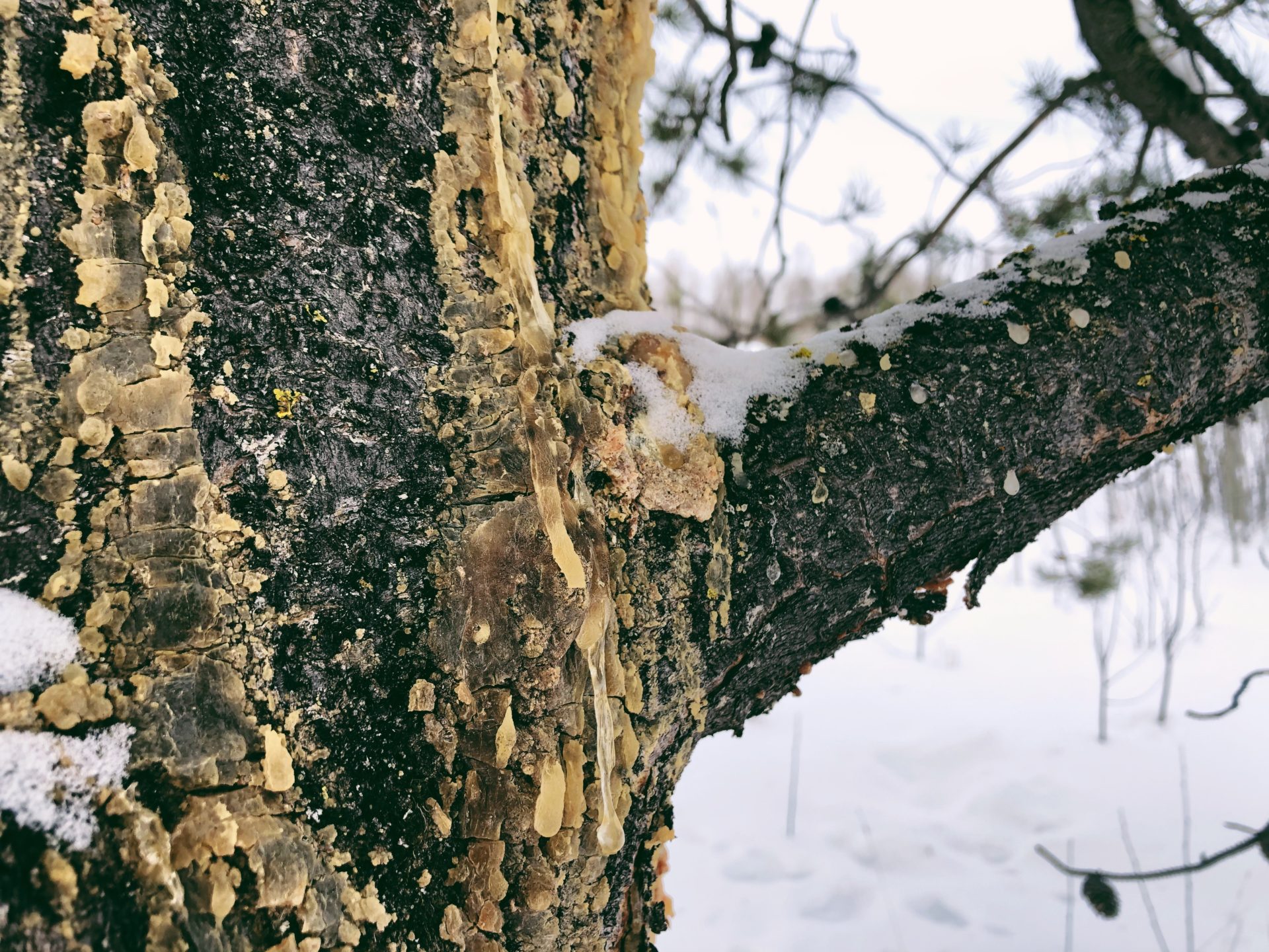 Lodgepole Pine. Credit: Raeanne O’Meara.