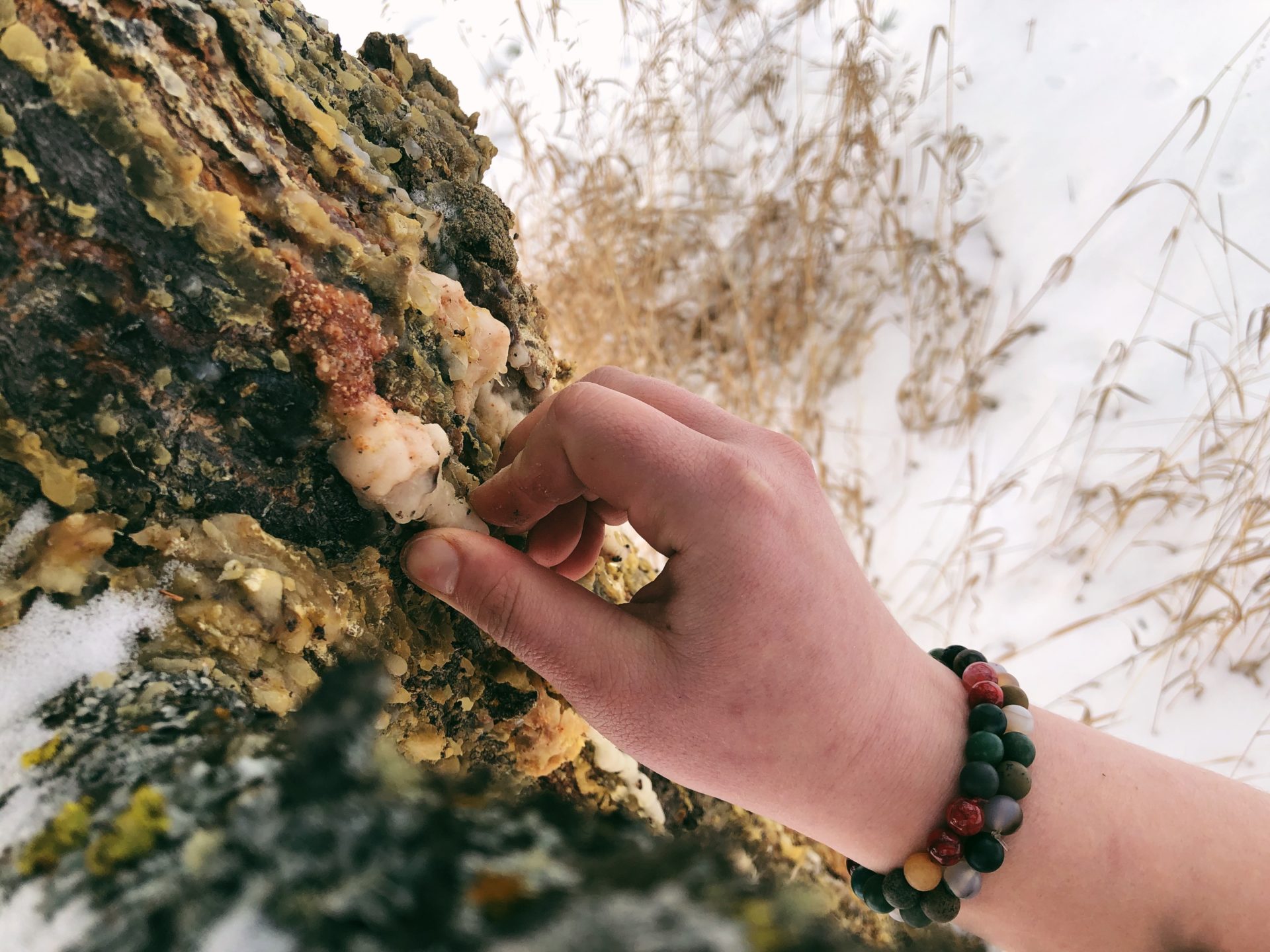 Lodgepole Pine. Credit: Raeanne O’Meara.