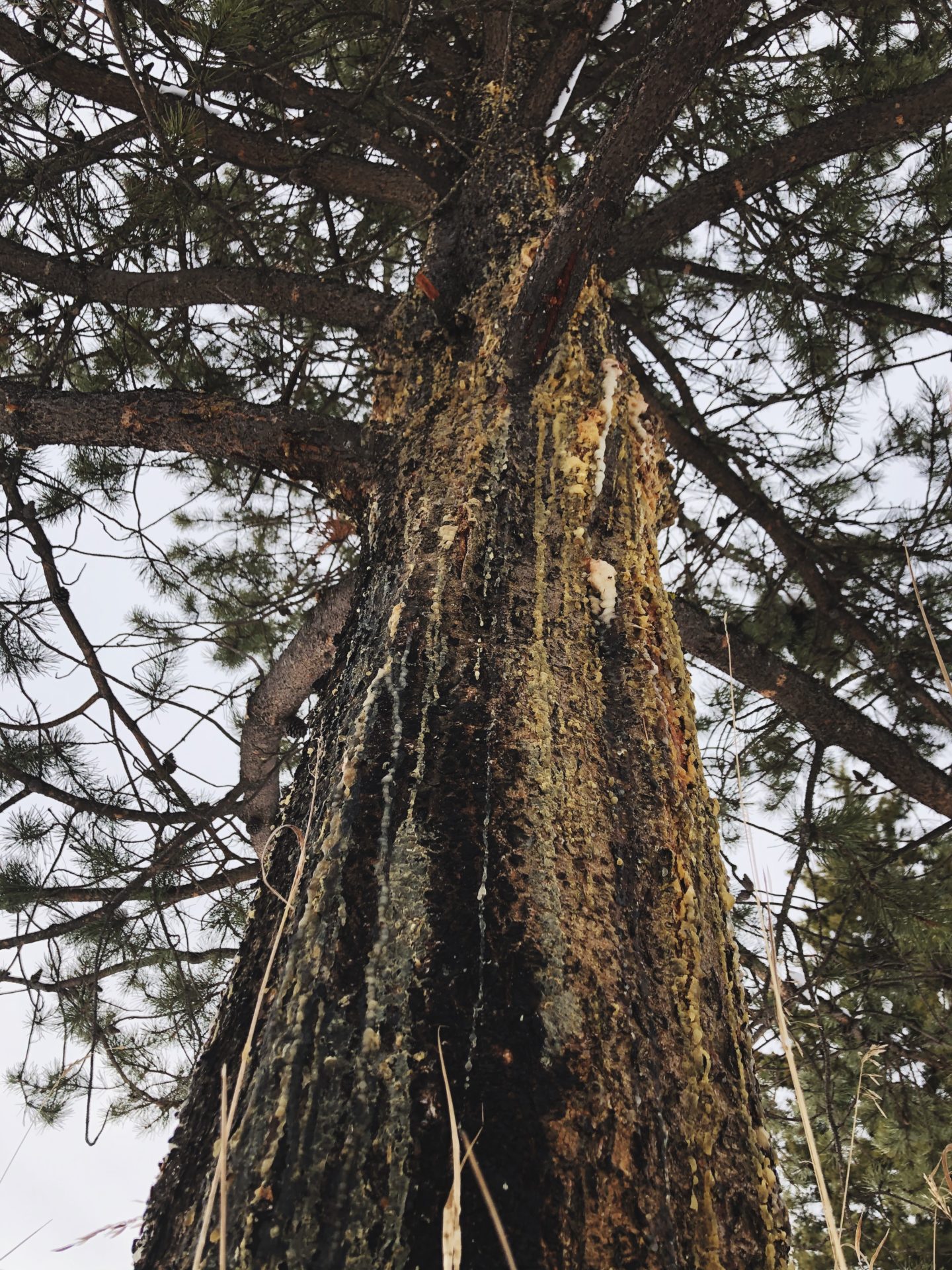 Lodgepole Pine. Credit: Raeanne O’Meara.