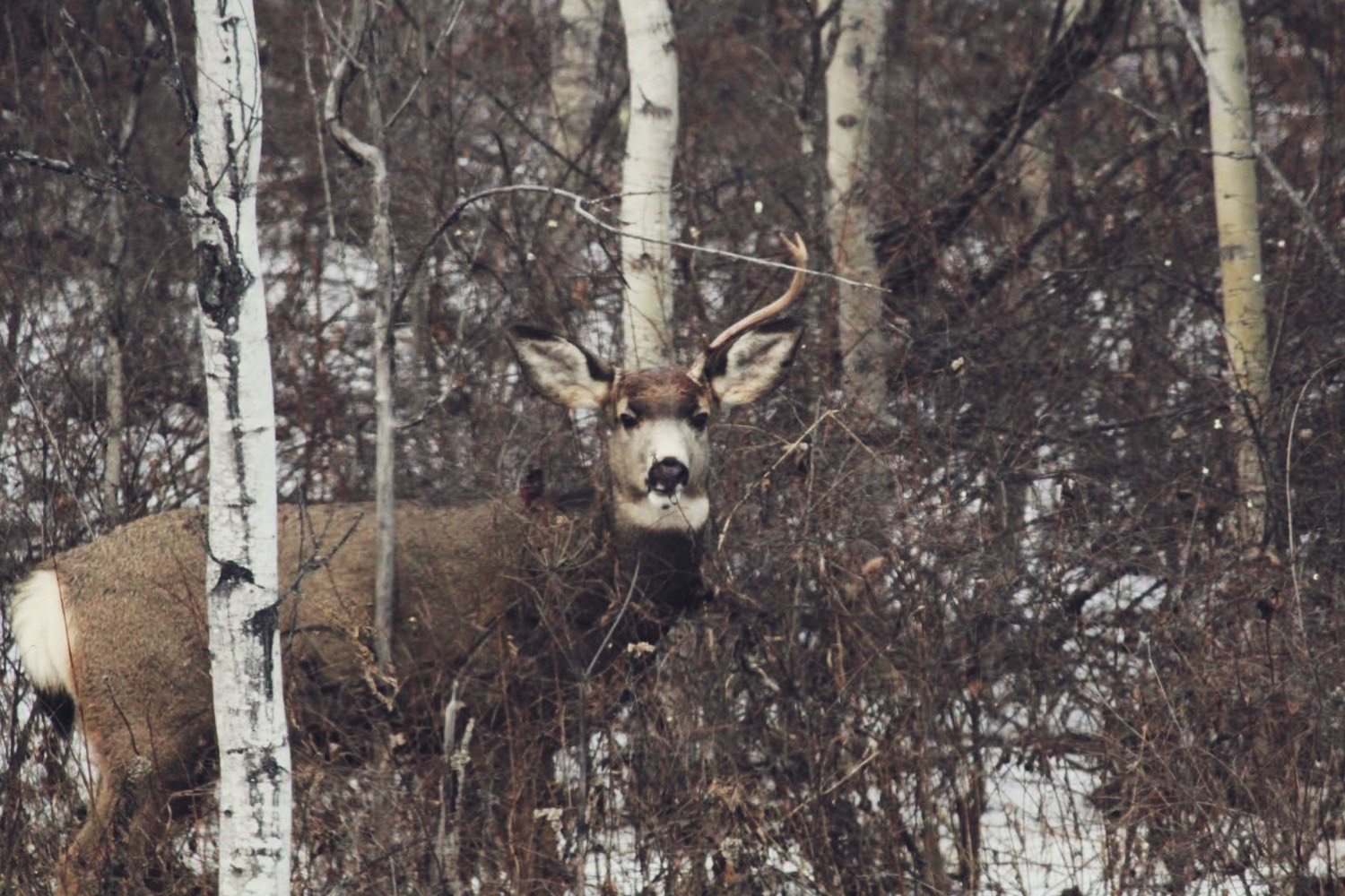 Mule deer.