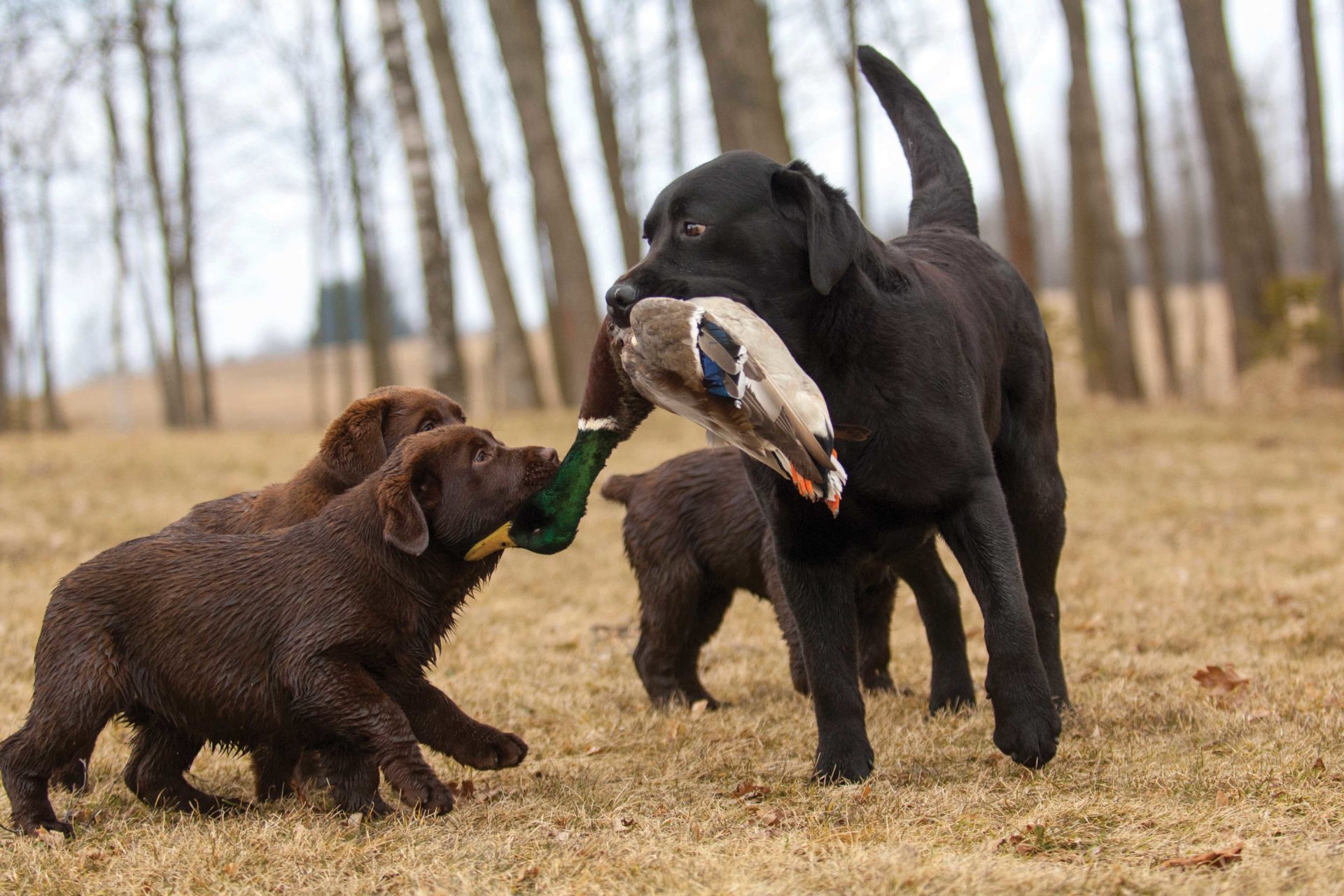 Look for the hunting characteristics and experience in the parents important to your hunting interests and settle on dogs known to produce good pups.