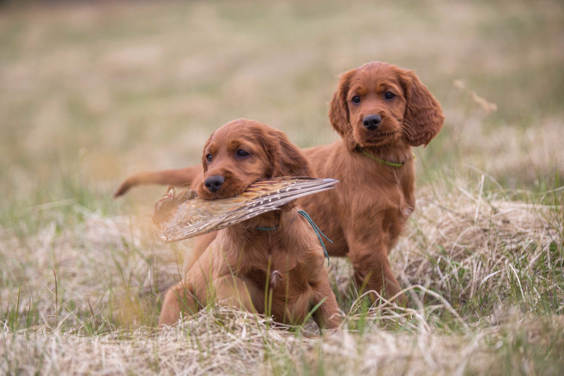 Choosing a breed that best suits your hunting purposes is the first step in picking your future hunting companion.