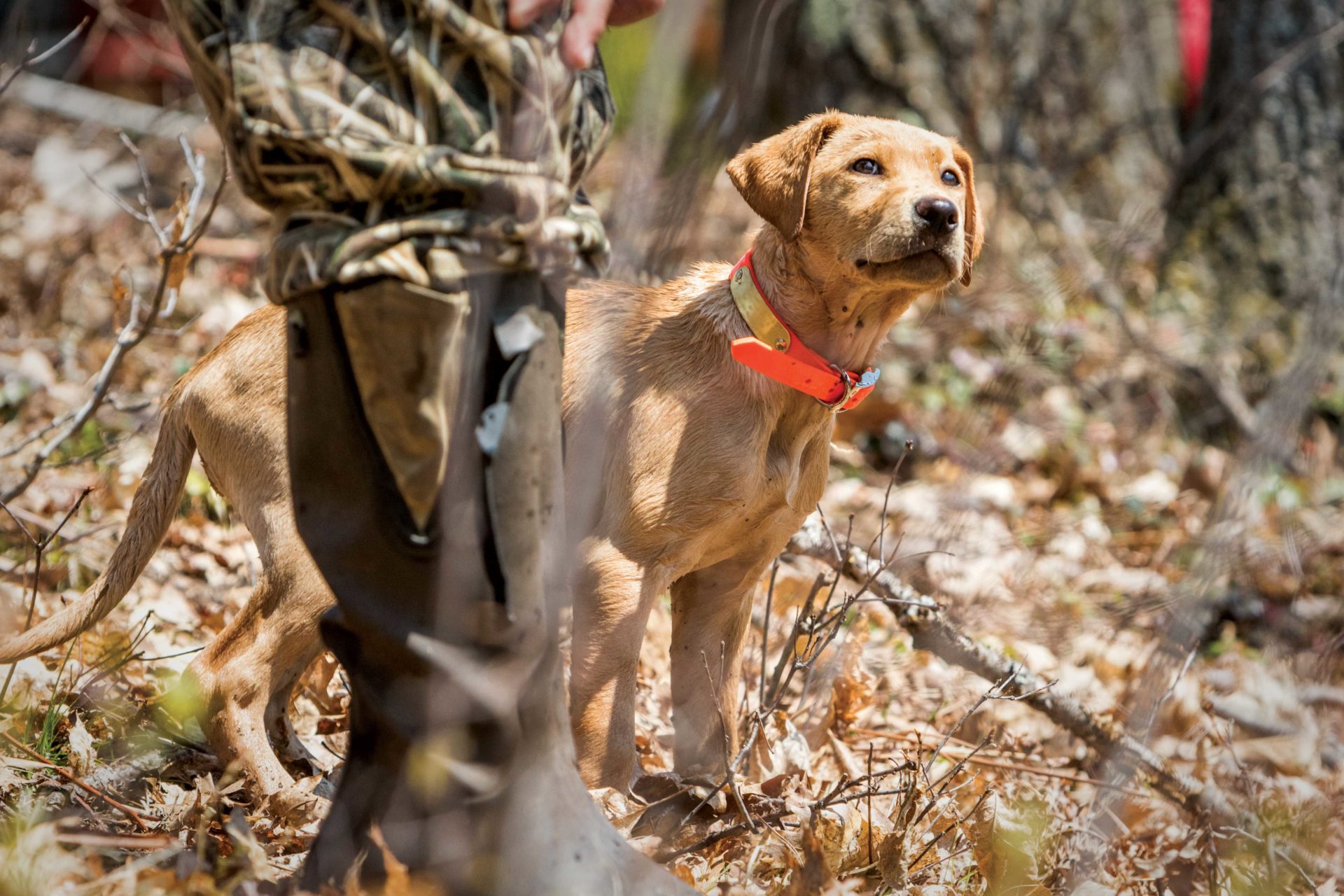 Your hunting partner will be with you for a long time. Take your time when it comes to choosing the right puppy.