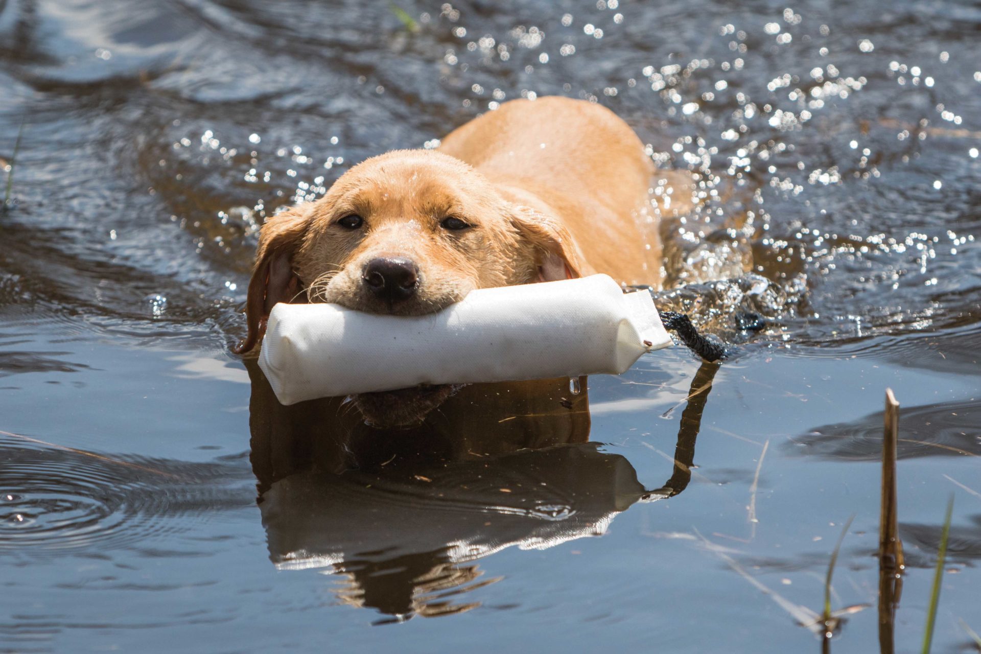 In learning how to train his new hunting dog, the author joined a basic obedience class for retrievers.