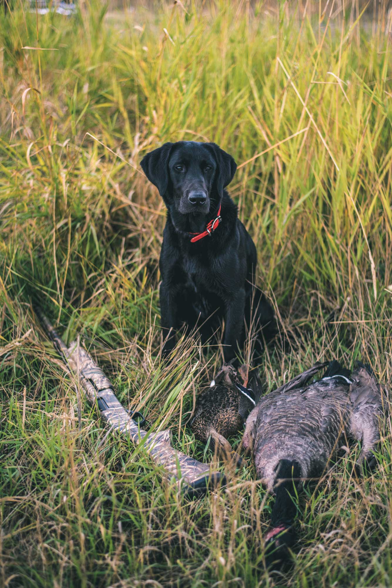 When breeding and training come together, it’s a beautiful sight. Photo by Curtis Hall.