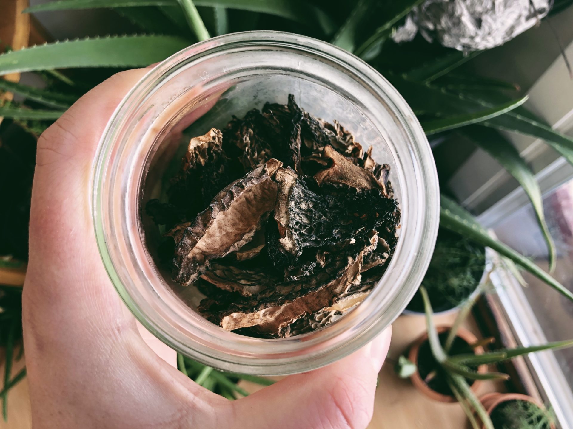 Dehydrated morels.