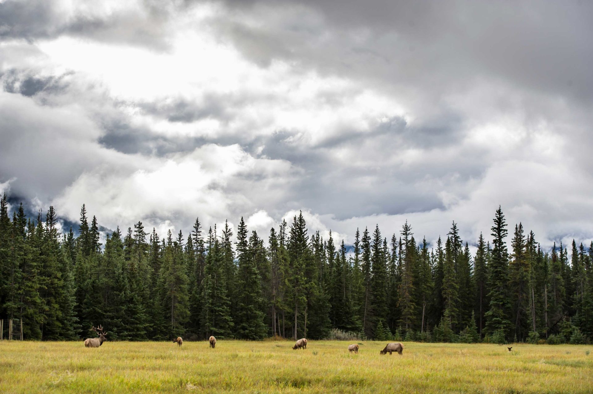 It’s important for any outdoorspeople to complete their homework prior to purchase, which will ensure they are buying a property in an area that satisfies their species objectives, while balancing the distance of a property from their place of residence. Photo by Nick Trehearne.