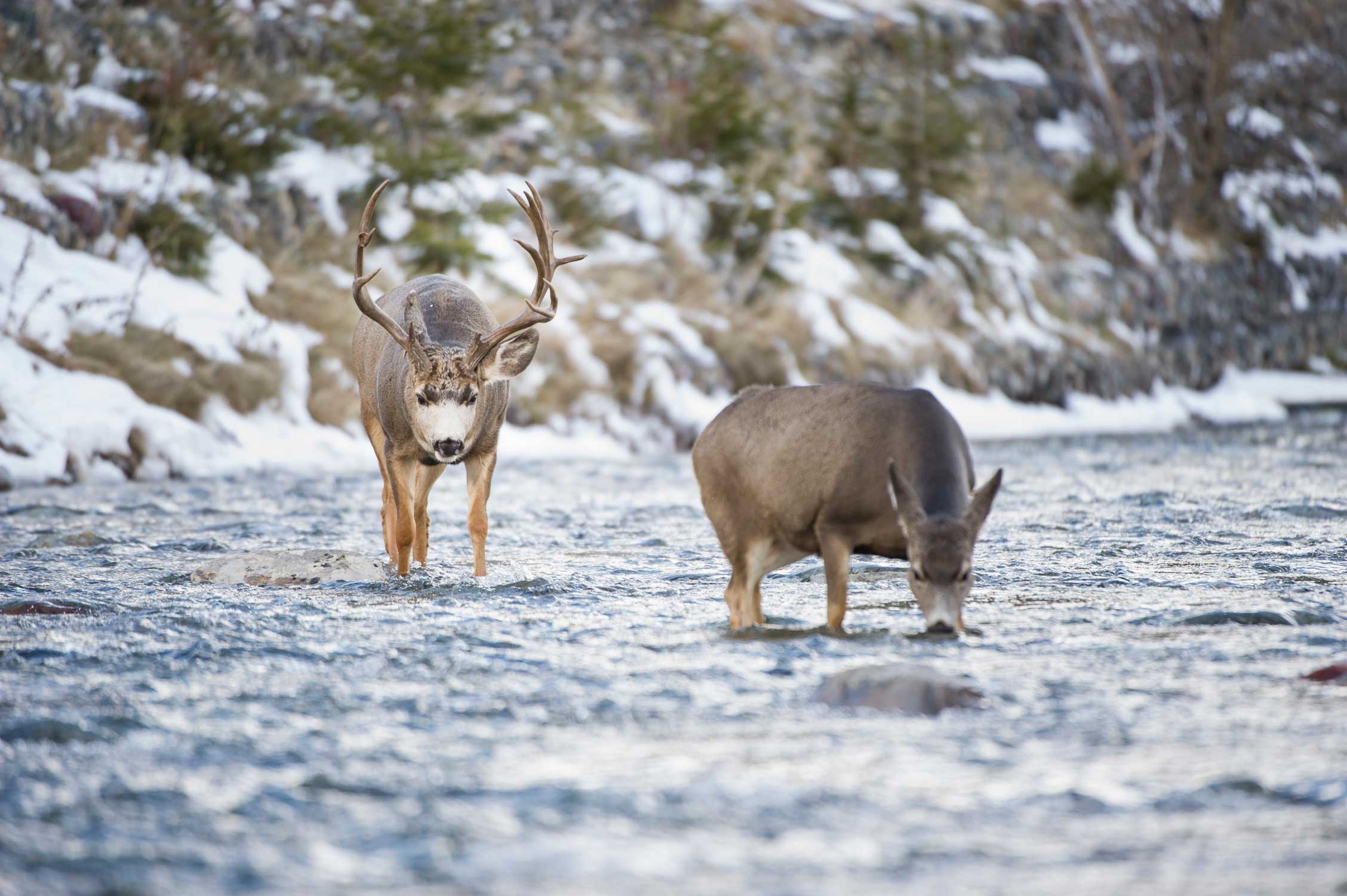 When searching for a hunting property, think about timber coverage, water sources, food sources and access to Crown land. Photo by Nick Trehearne.