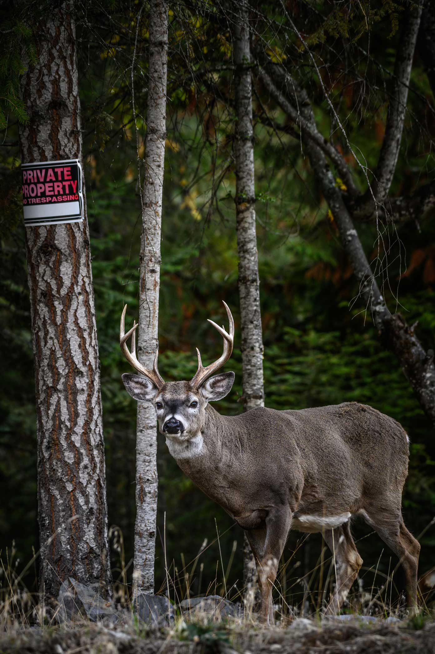 Whitetail deer. Photo by Nick Trehearne.