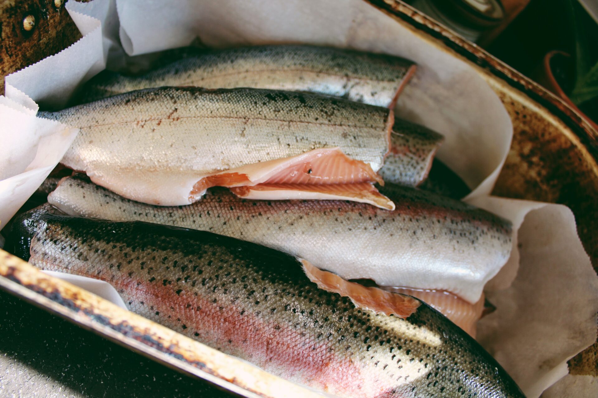 Rainbow trout. Credit: Raeanne O’Meara.