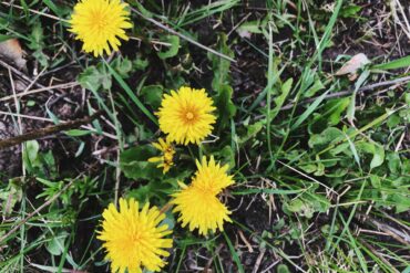 Dandelion. Credit: Raeanne O’Meara.