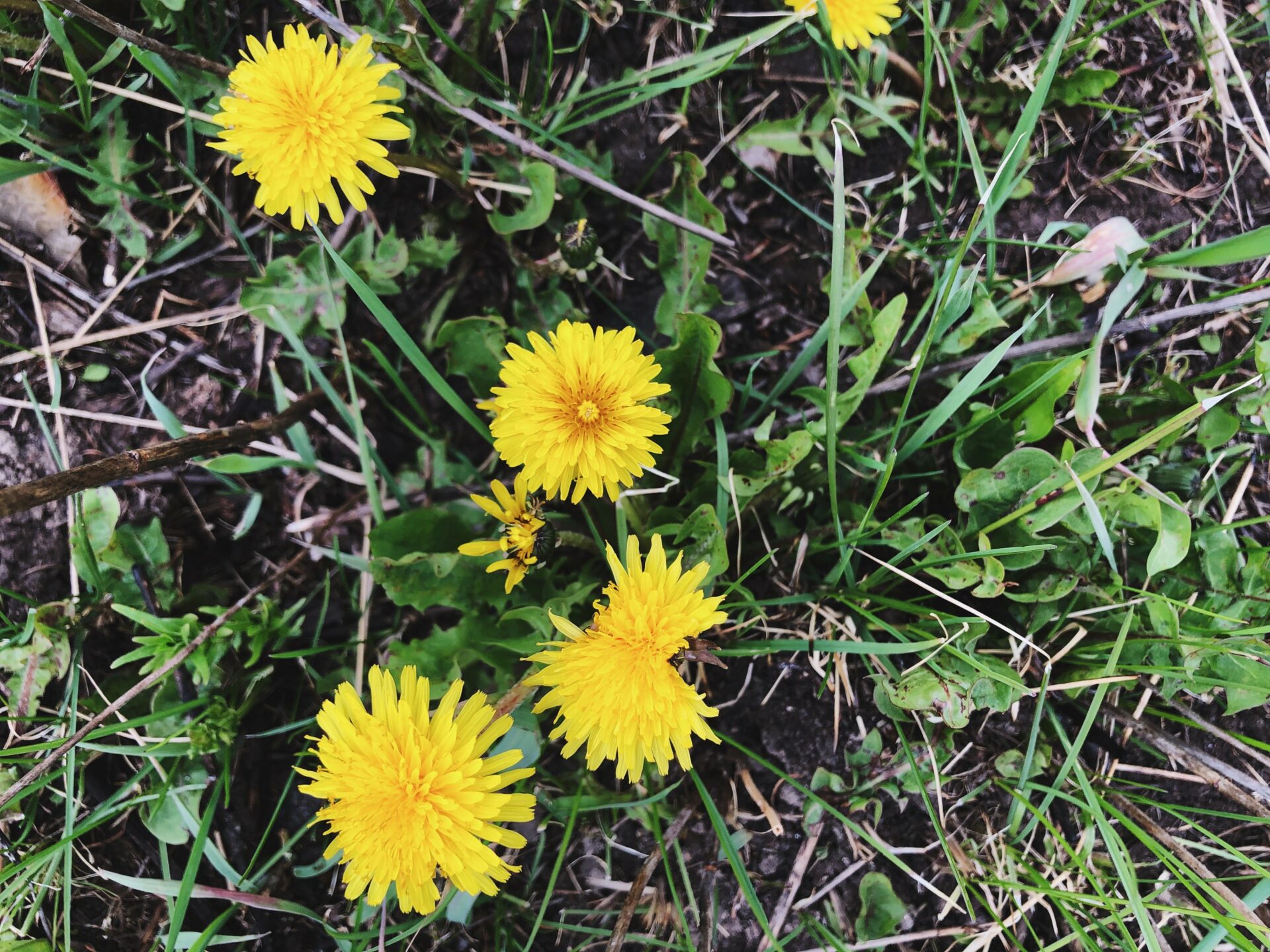 Dandelion. Credit: Raeanne O’Meara.