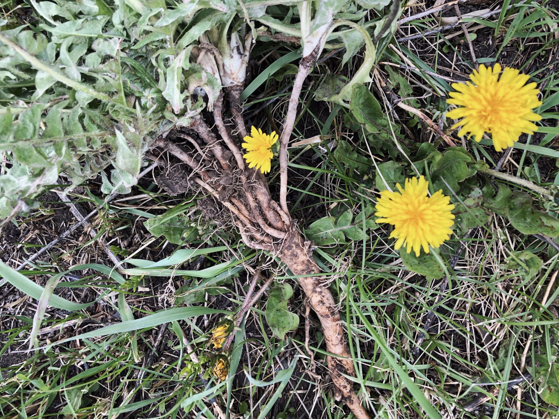 Dandelion. Credit: Raeanne O’Meara.