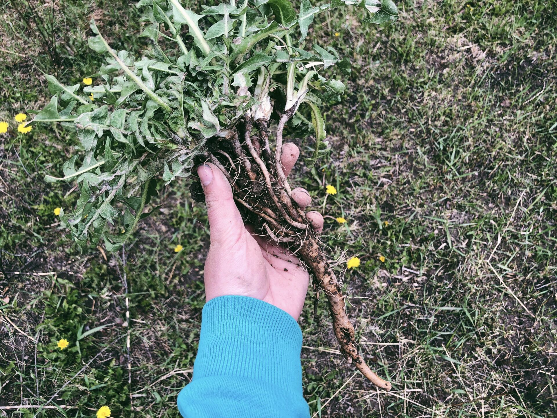 Dandelion. Credit: Raeanne O’Meara.