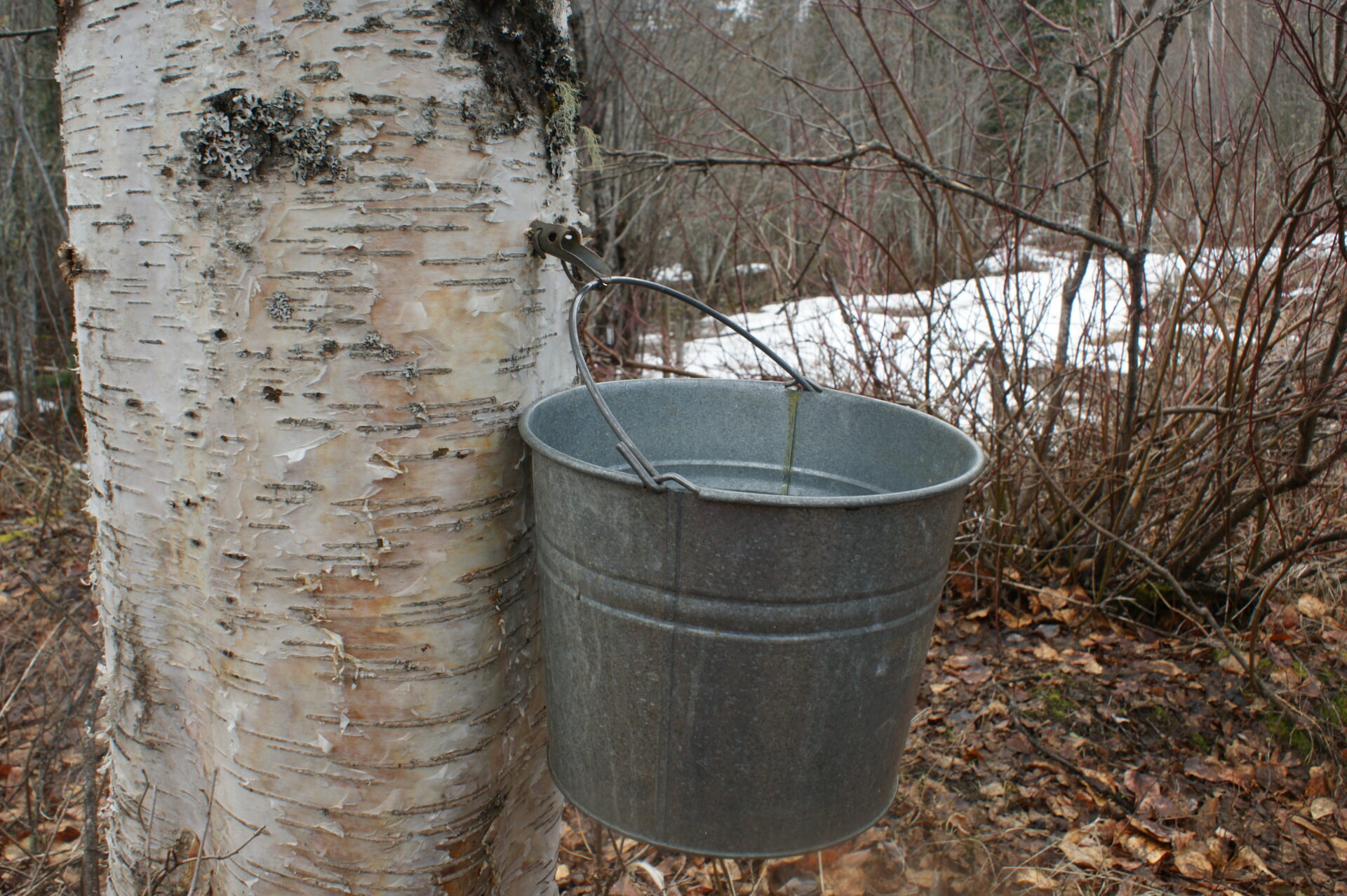 A pail is hung on the tapped birch tree, to collect the dripping sap.