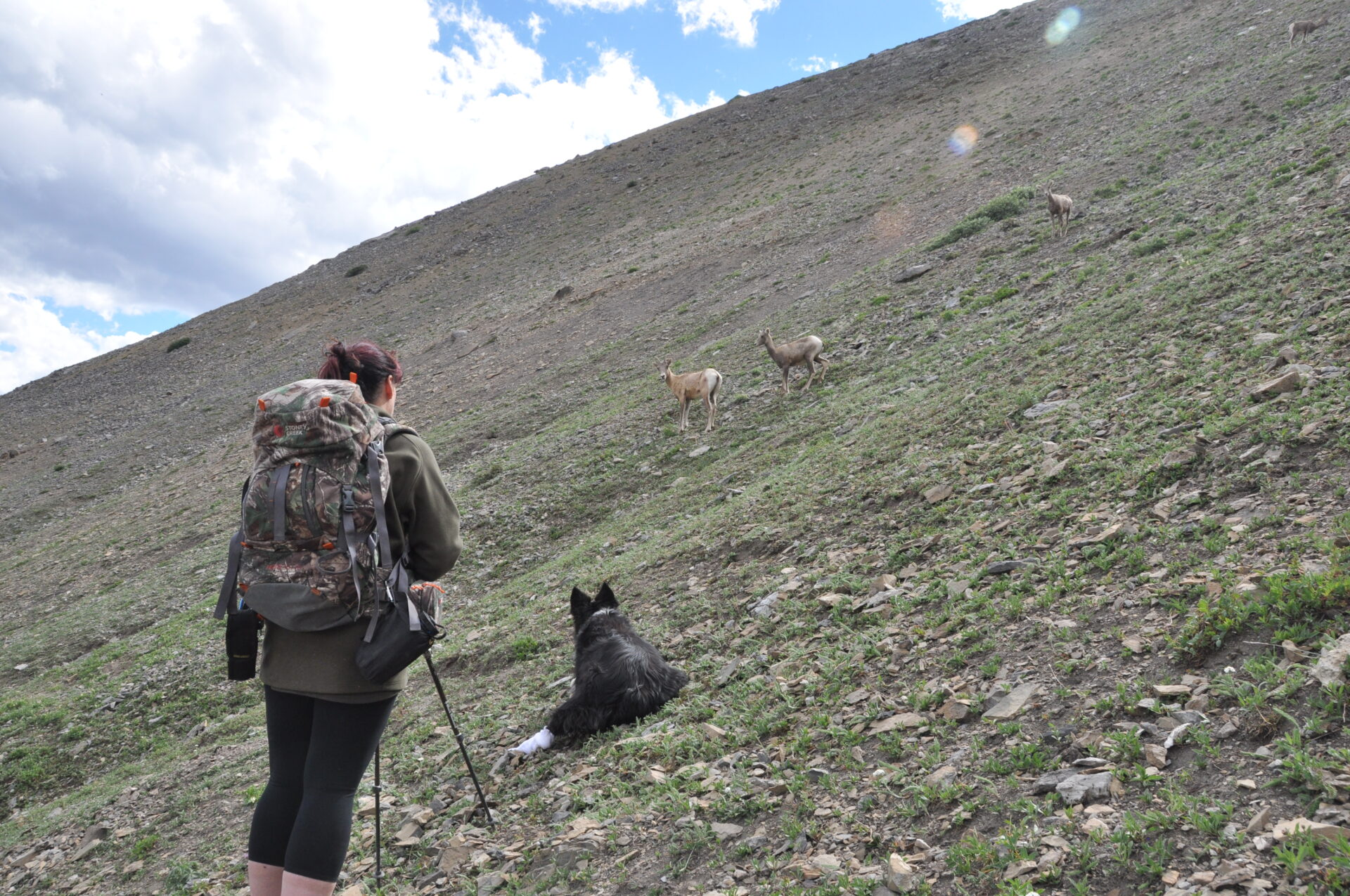 Dogs should be trained at an early age no to get excited when they see wildlife.