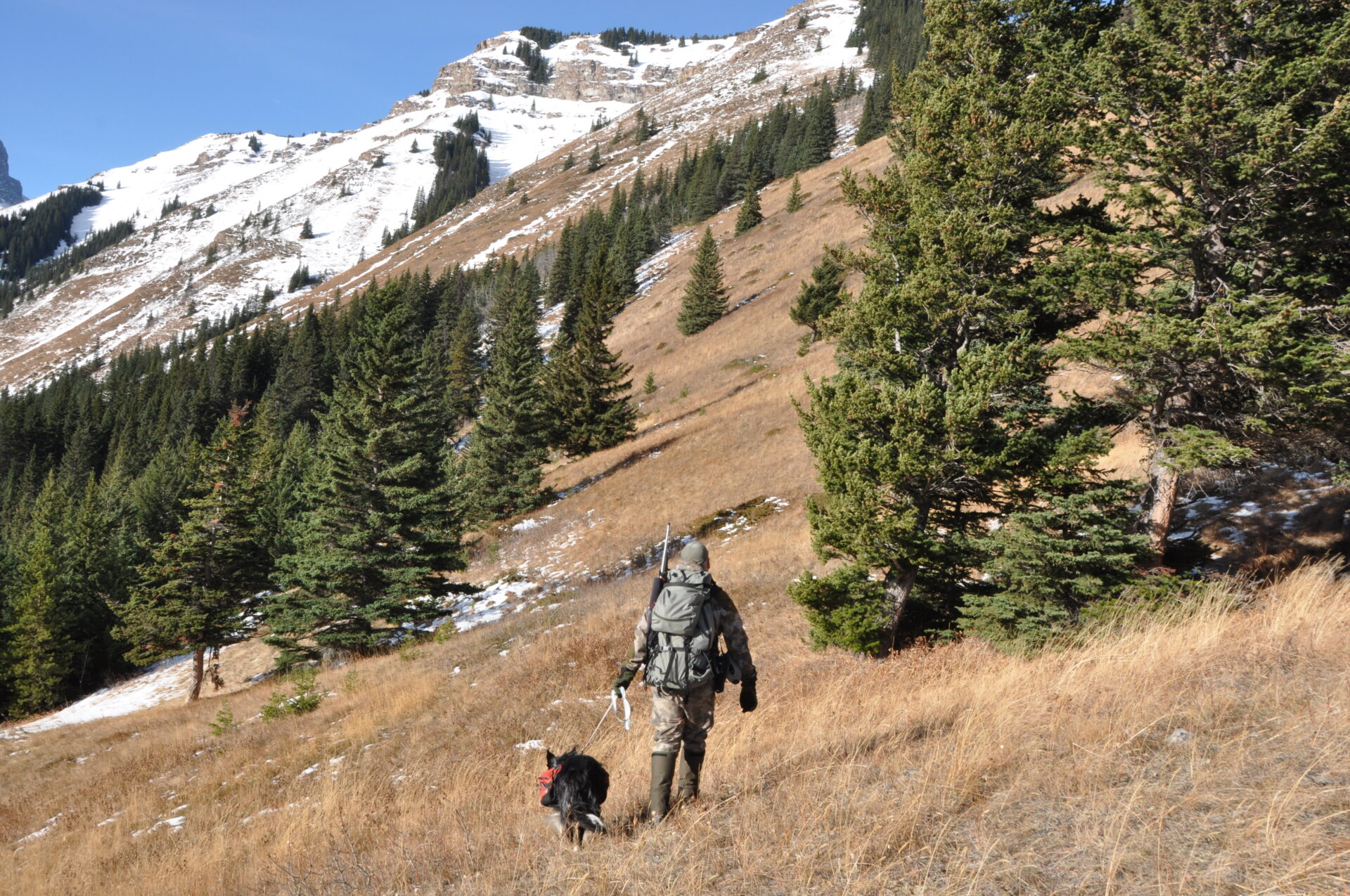 Pack dogs are required to be leashed in British Columbia.