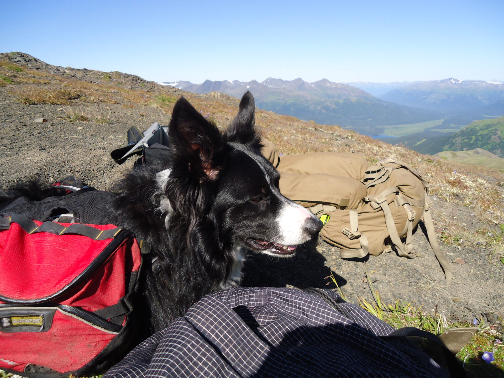 Dog tired on a BC goat hunt.