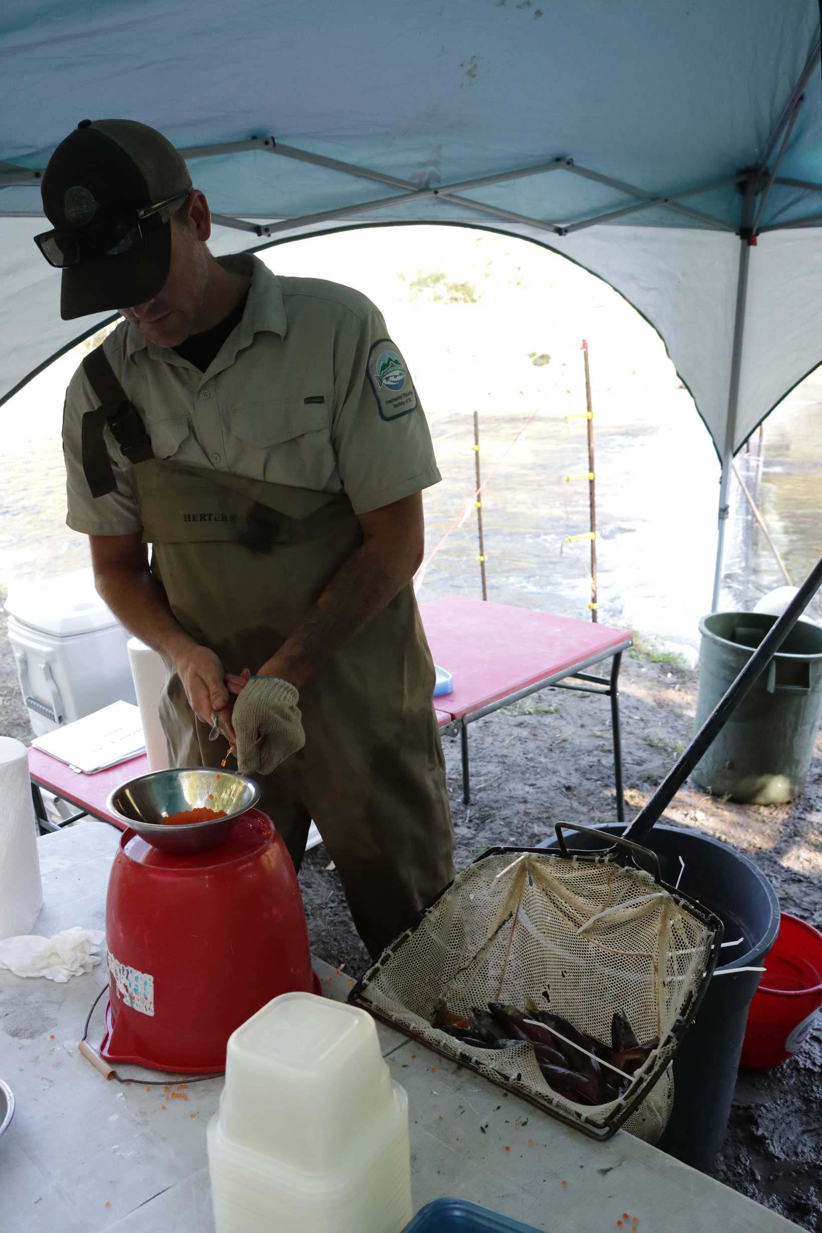 A FFSBC employee during a kokanee egg take. Photo by Rod Hsu.