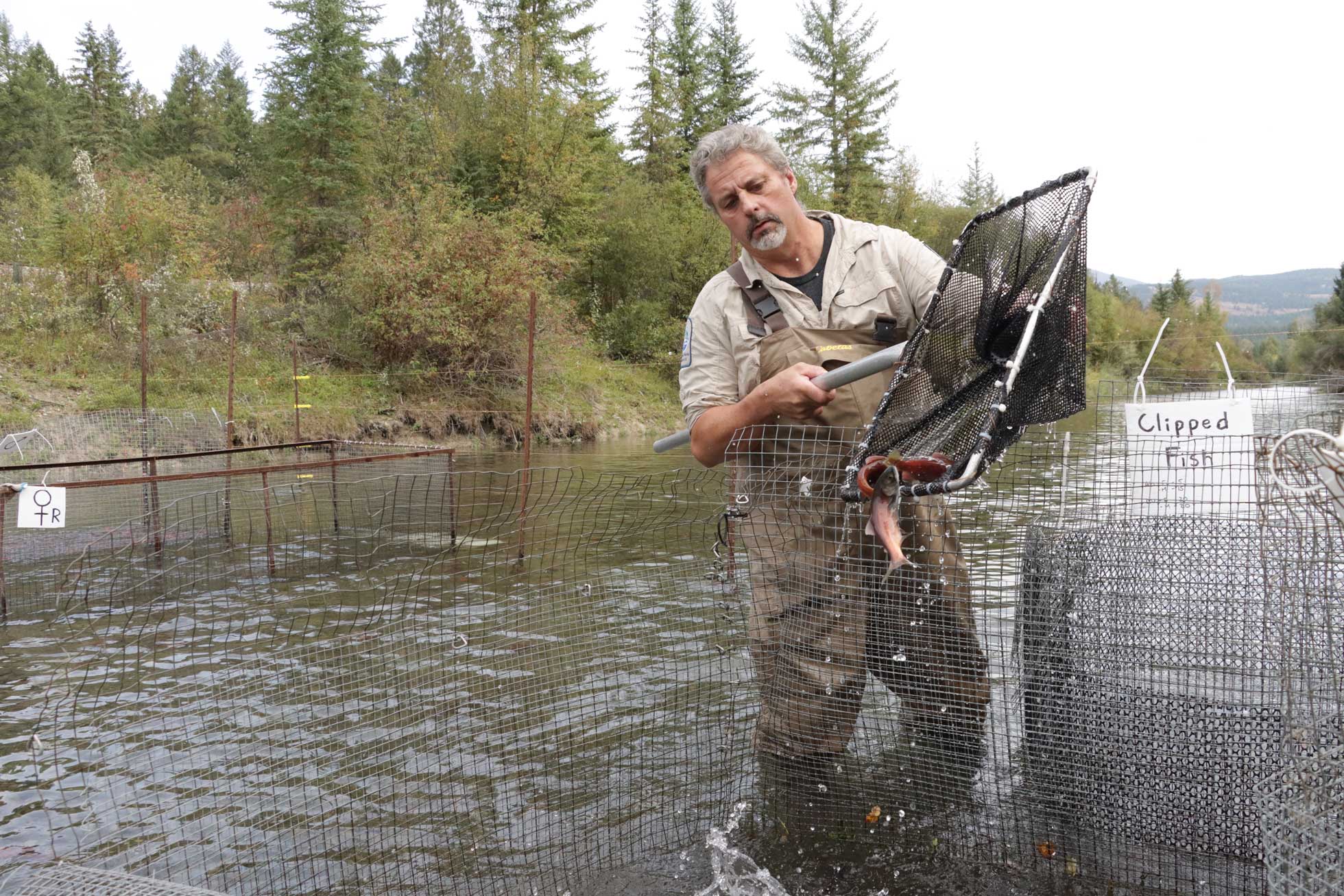 Kokanee can now be raised off season to rainbow trout production, increasing the efficiency of FFSBC hatcheries substantially. Photo by Rod Hsu.