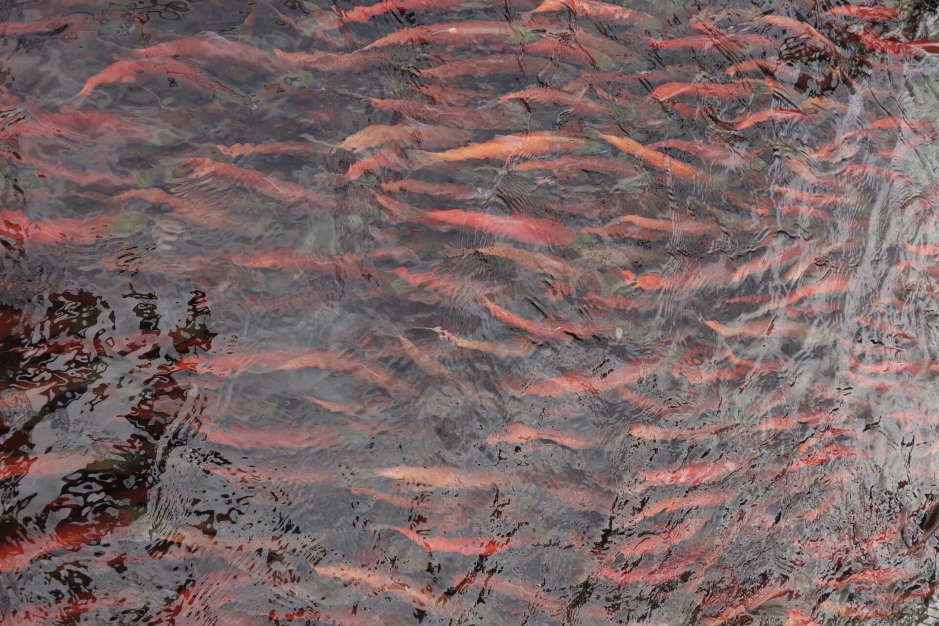 Kokanee. Photo by Rod Hsu.