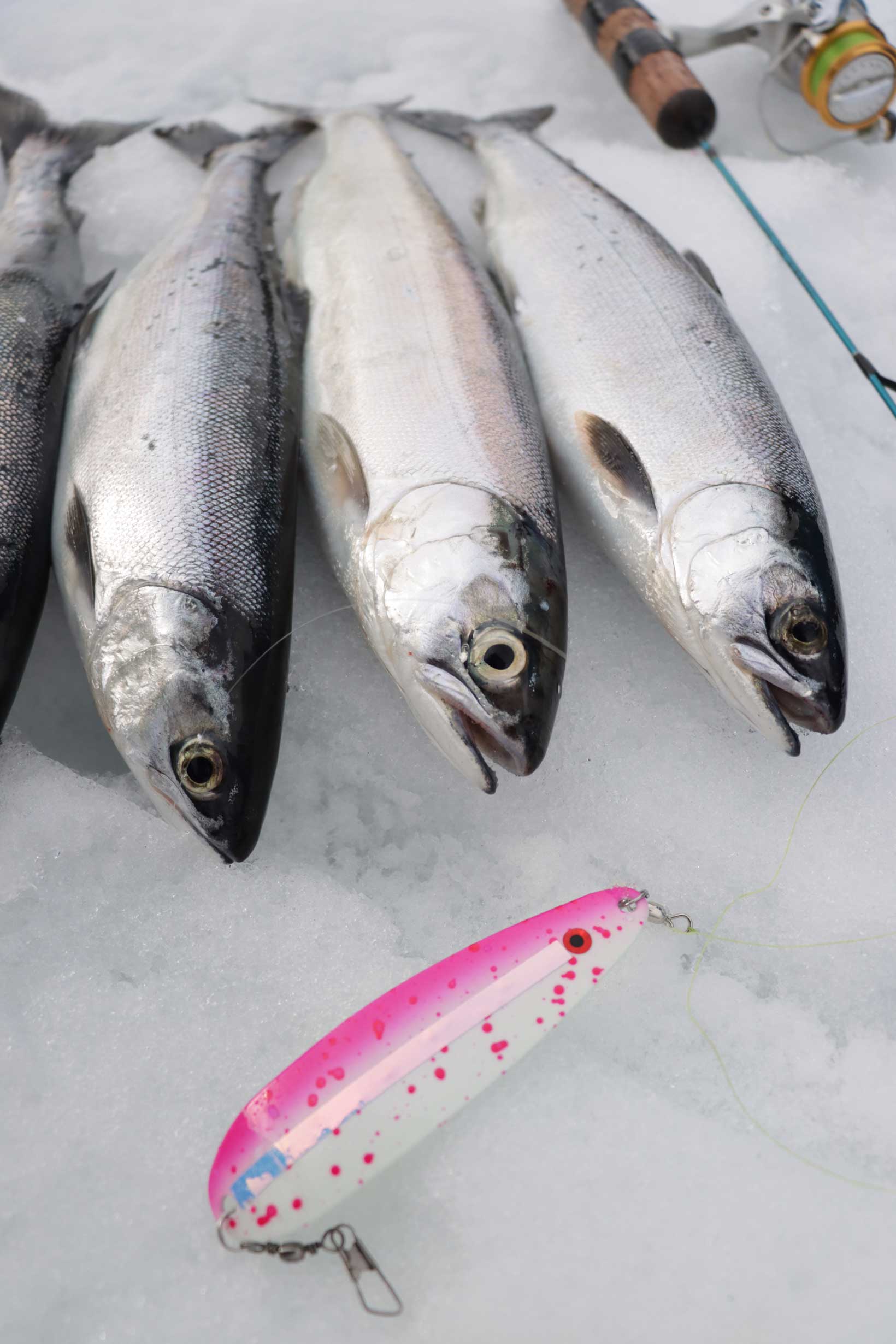 Kokanee are an excellent eating fish and generally inhabit lakes large enough to have facilities and good public access. Photo by Rod Hsu.