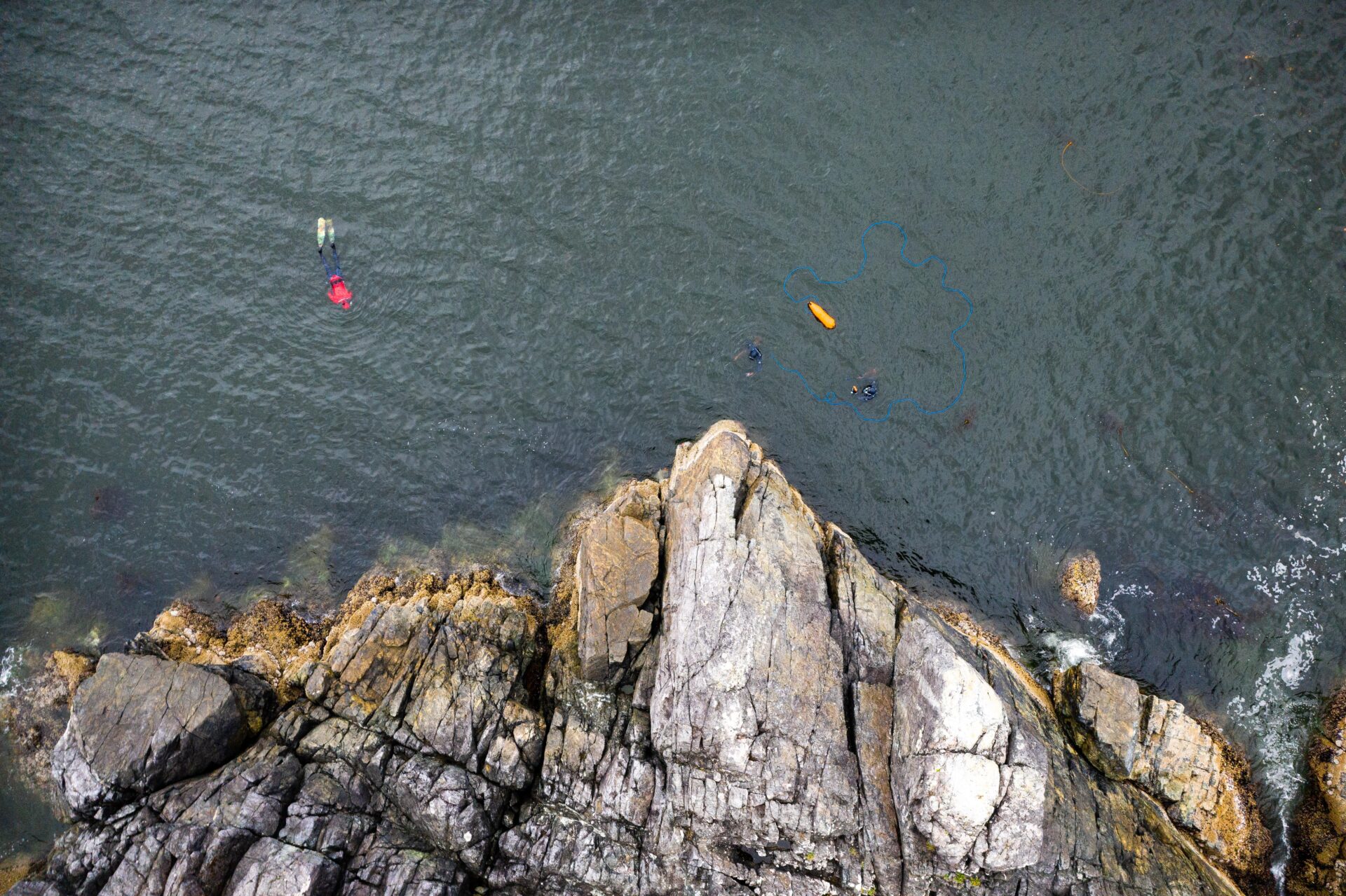 There are challenges that come with freediving and spearfishing in the Pacific Northwest, but the conditions that produce these challenges are also what help create the biodiversity of life found in our waters. Pictured, freedivers are searching for and harvesting sea cucumber. Photo by Chase White.