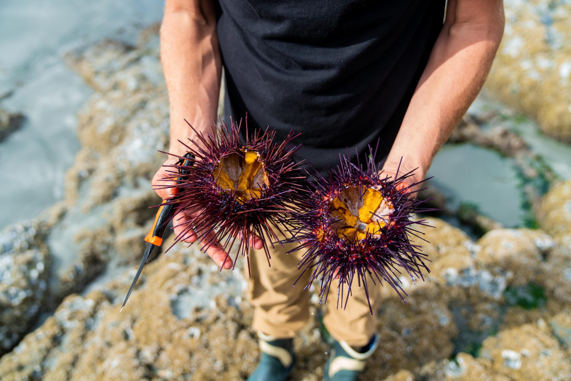 Urchins are easiest to pick with a flat bar of some sorts to pop their tube feet off the rocks. Make sure you don’t grab onto them too hard. Those spines are as painful as they look. Photo by Chase White.