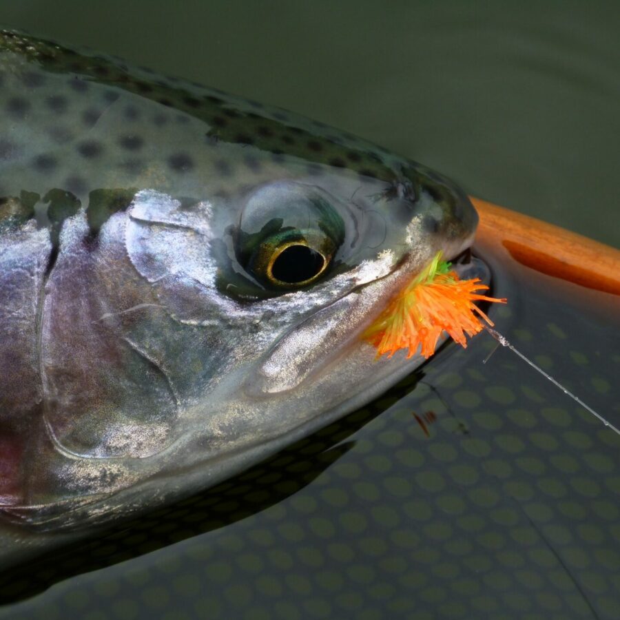 Top Ten Fishing Spots in the Cariboo Chilcotin Coast Region • BC