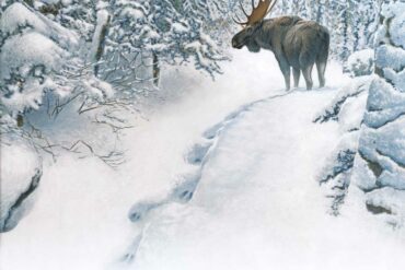 Moose.