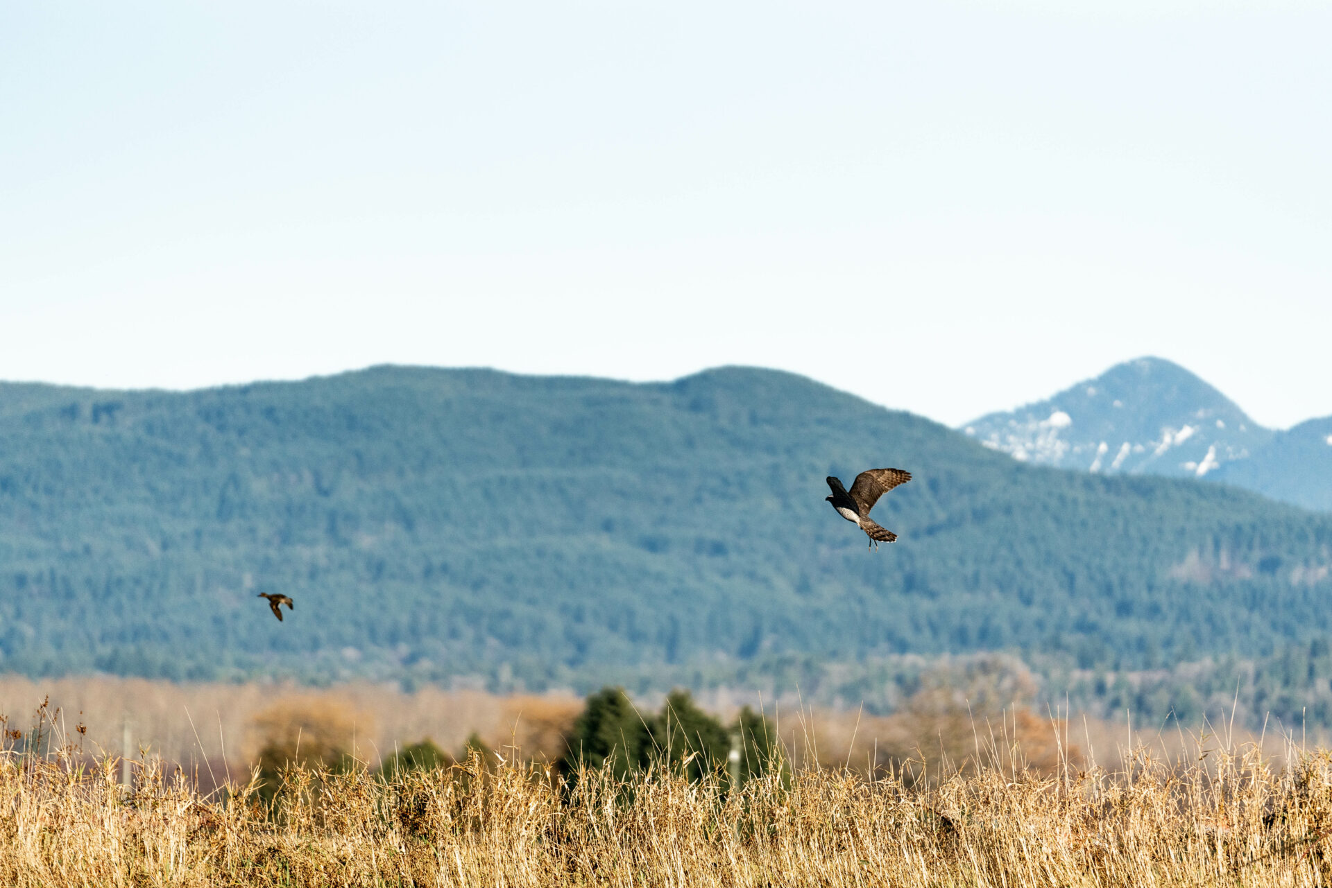 “The true mark of a successful falconer is to have a bird that is successful enough it will feed itself throughout the year,” said Bob. Photo by Chase White.