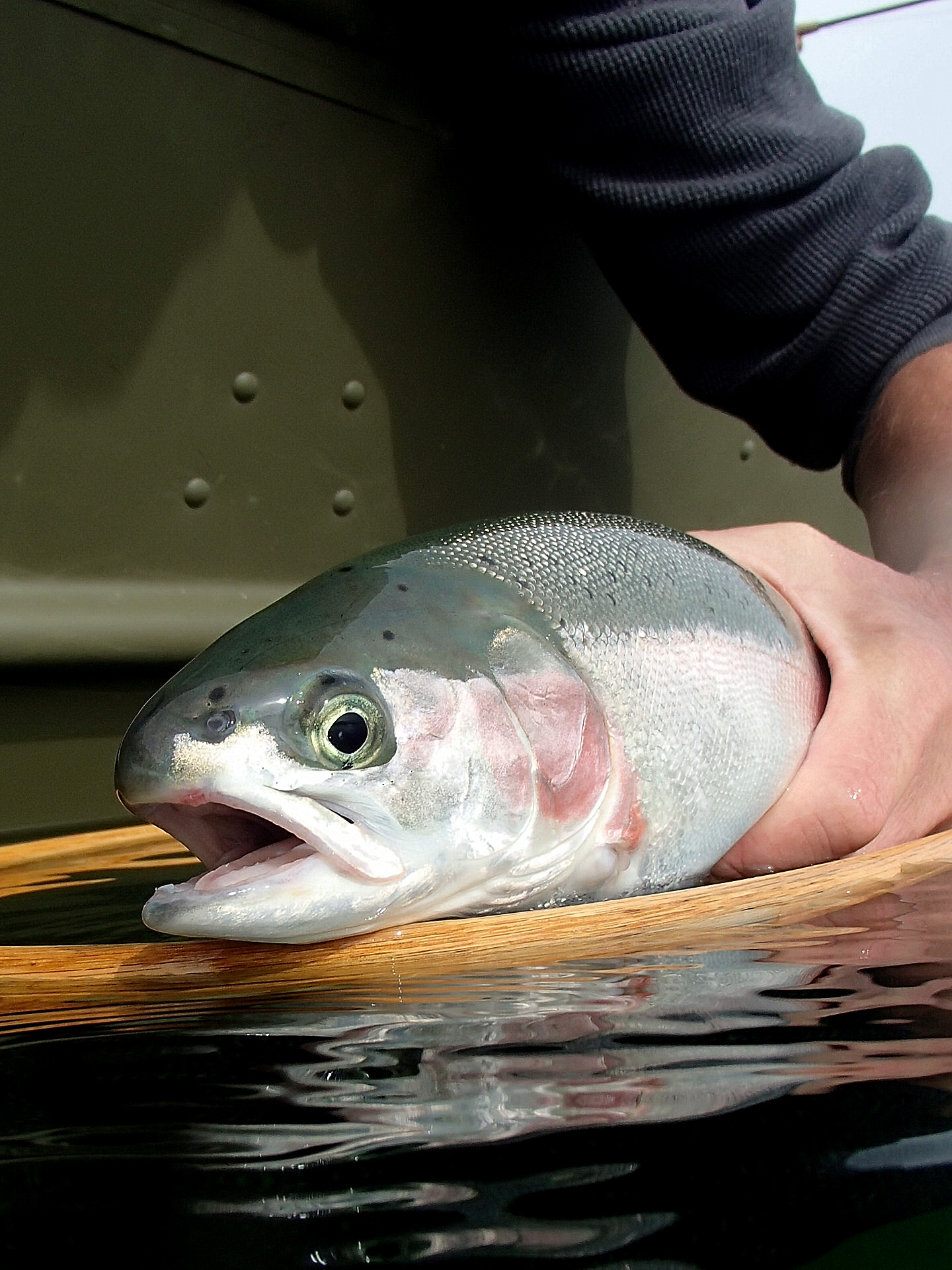 Rainbow trout.