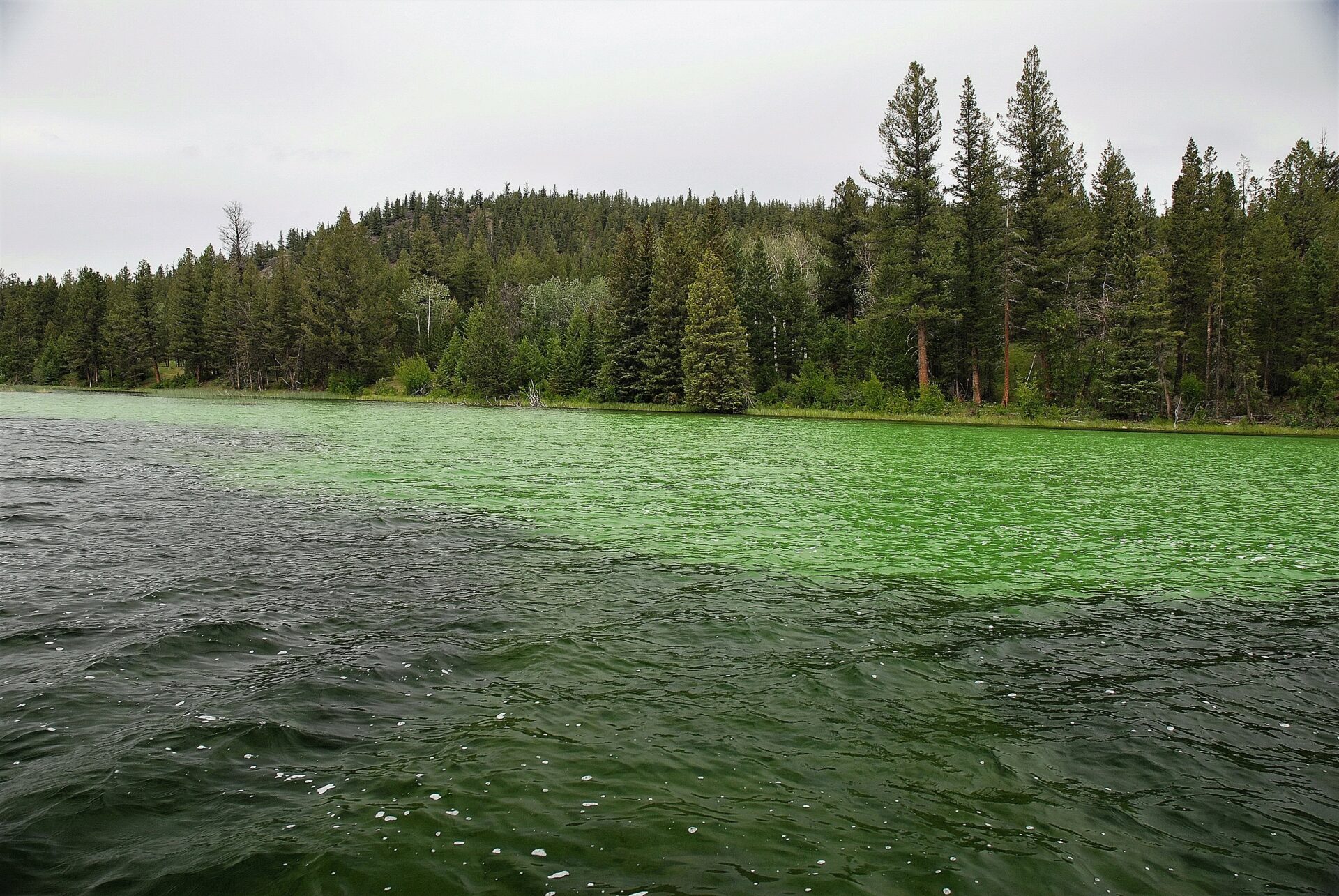 Transitions are easily identifiable in most interior lakes, as the colour changes from a light to dark green as the water gets deeper.