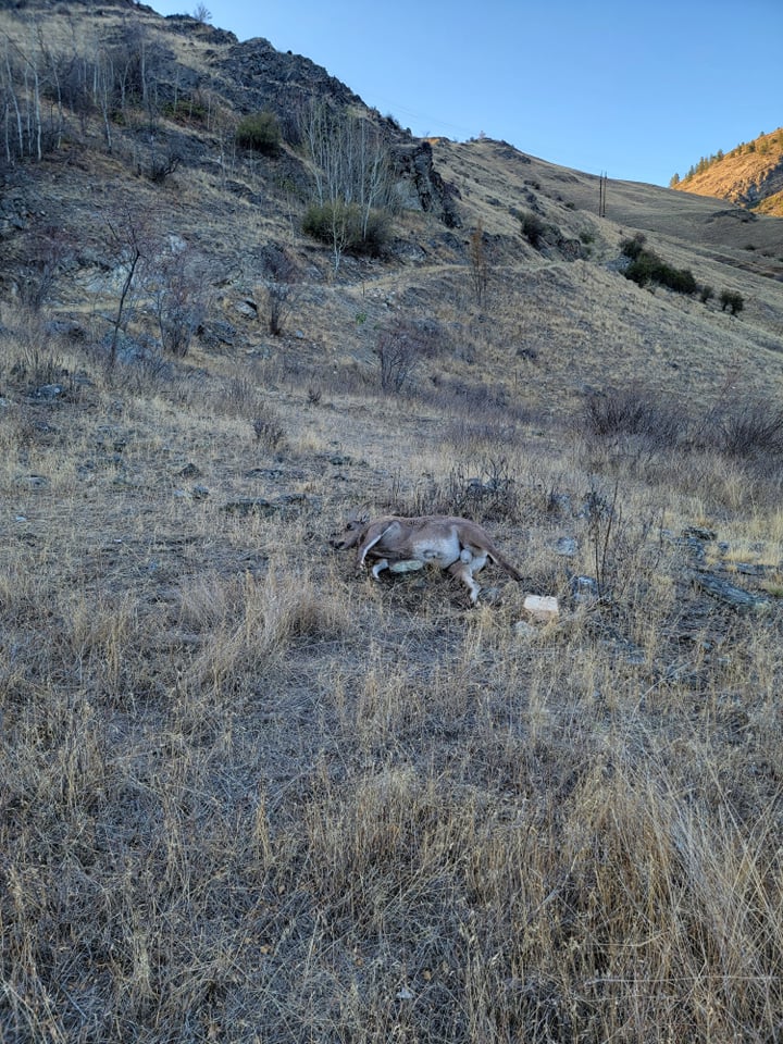 Death of sheep caused by disease. Credit: : Wild Sheep Society of BC.