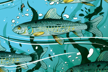 Mountain whitefish. Illustration by Cory Proulx.