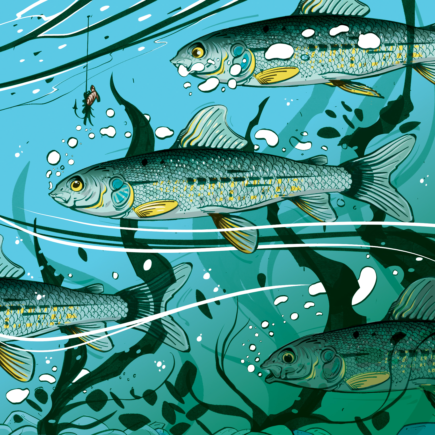 Mountain whitefish. Illustration by Cory Proulx.