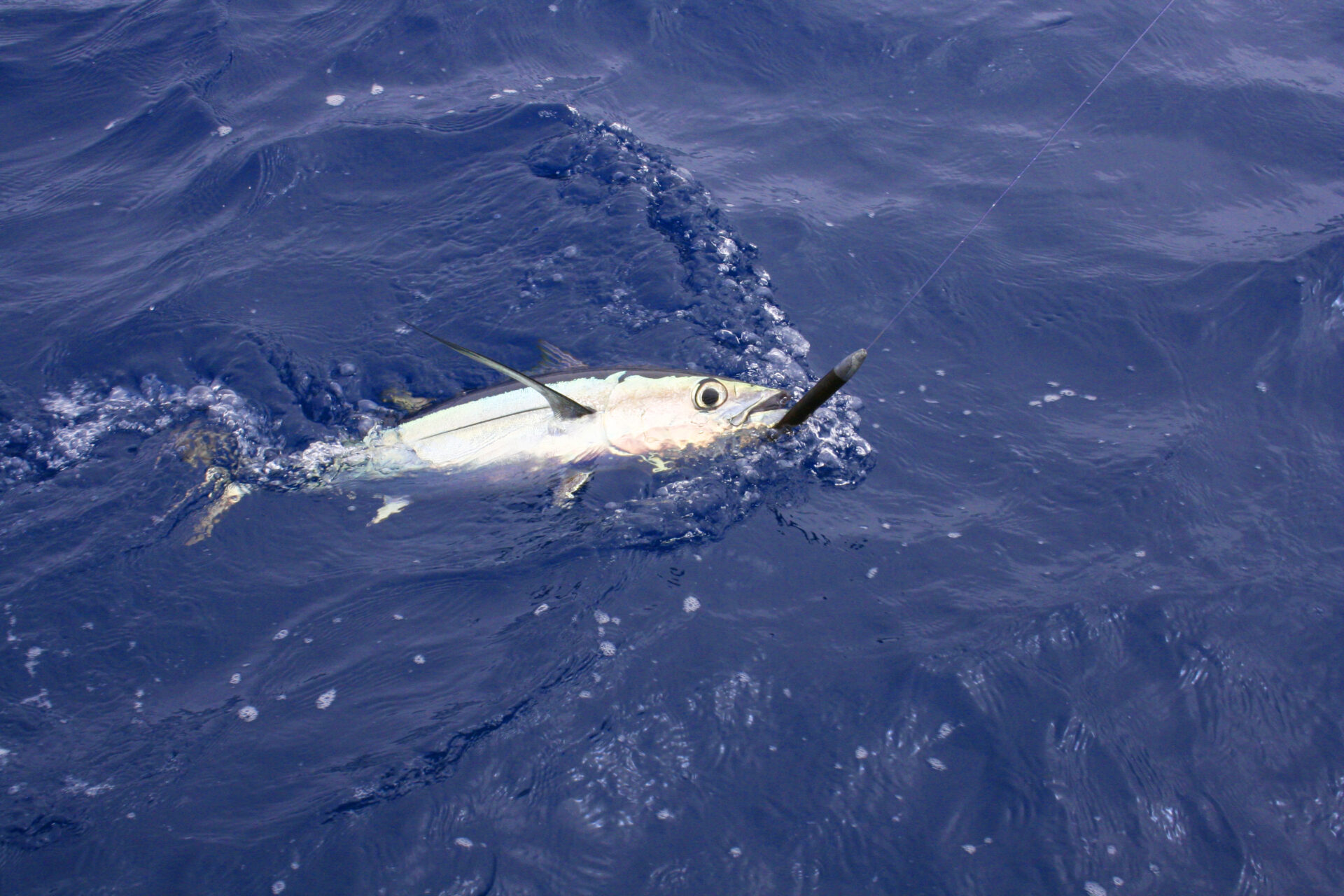 An albacore tuna fish caught on a cedar plug fishing lure is being pulled in by a fisherman.