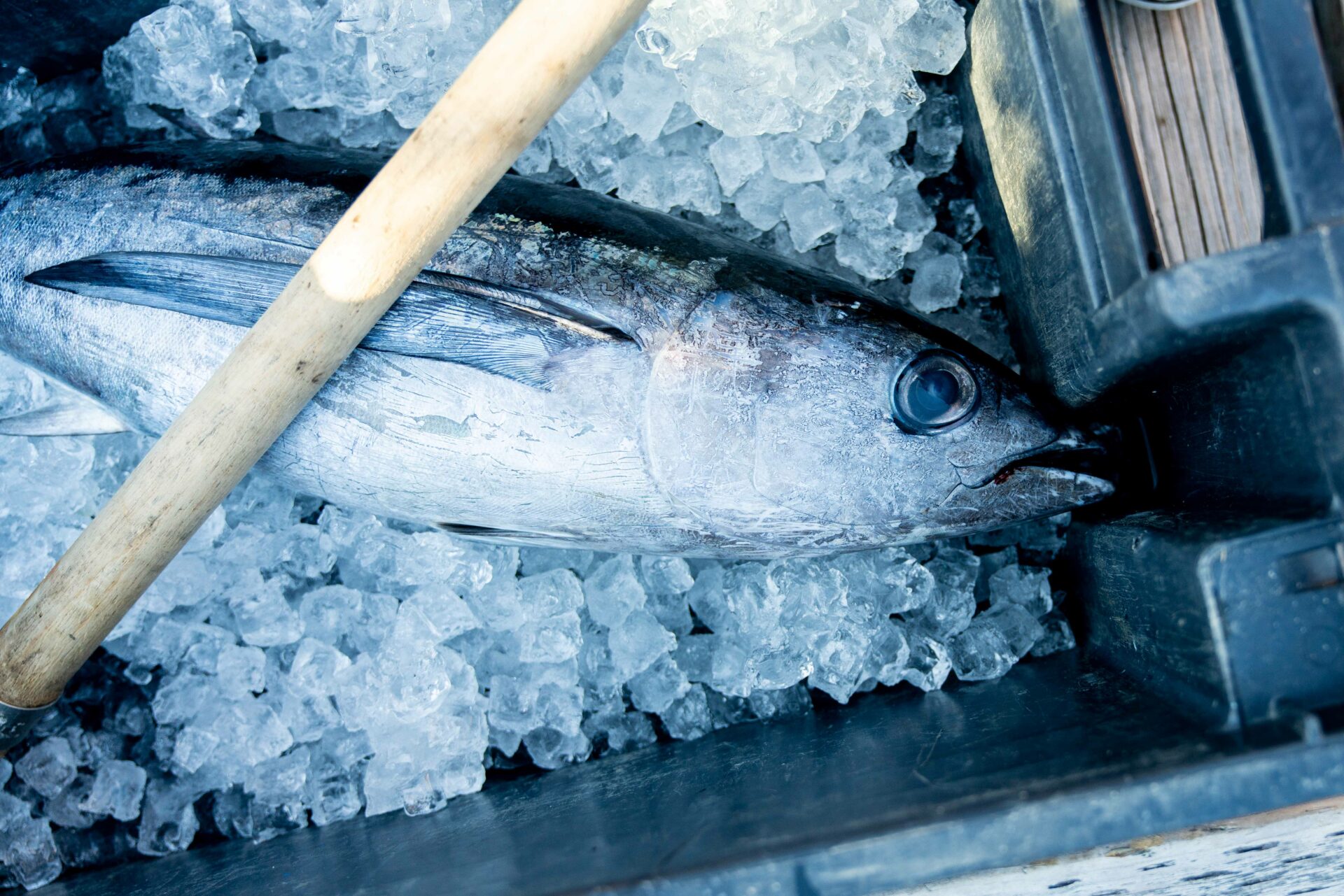 Tuna are a warm-blooded pelagic fish. During the intense sprint of a hook-up, their bodies warm quickly. Once aboard, it’s imperative to get them into the ice slurry to preserve their meat quality. Photo by Chase White.