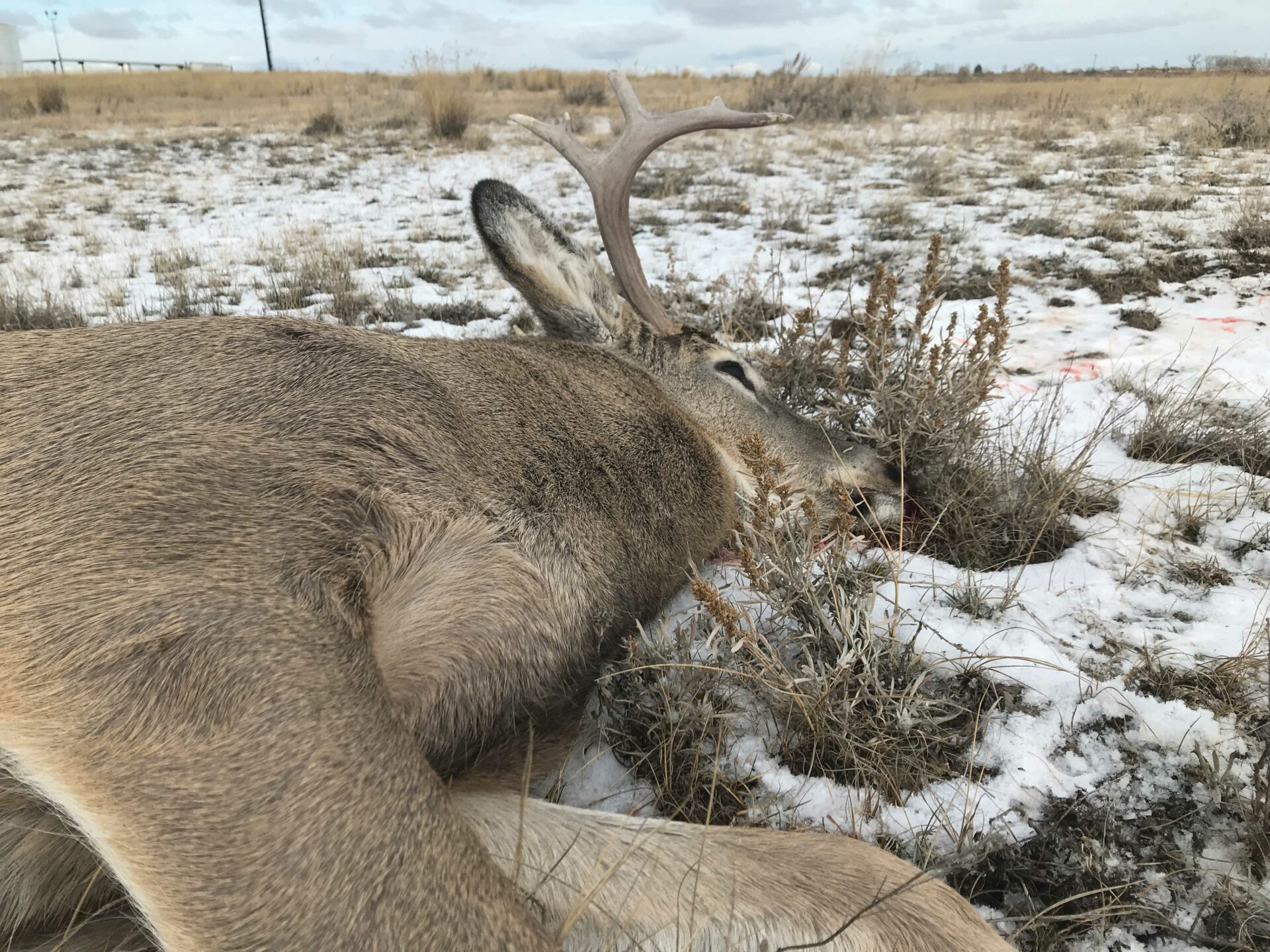 Your first deer is just a heap of dead animal until someone guides you through the process.