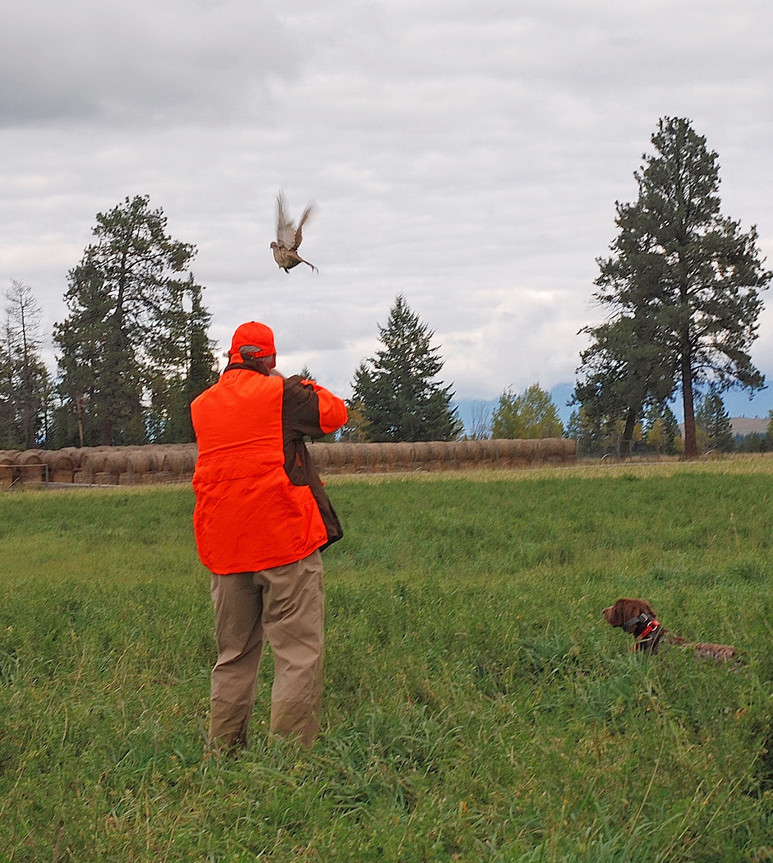 With the Sweet Sixteen, this rooster would be destined for my game bag.