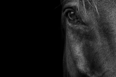 Horse. Photo by iStock.