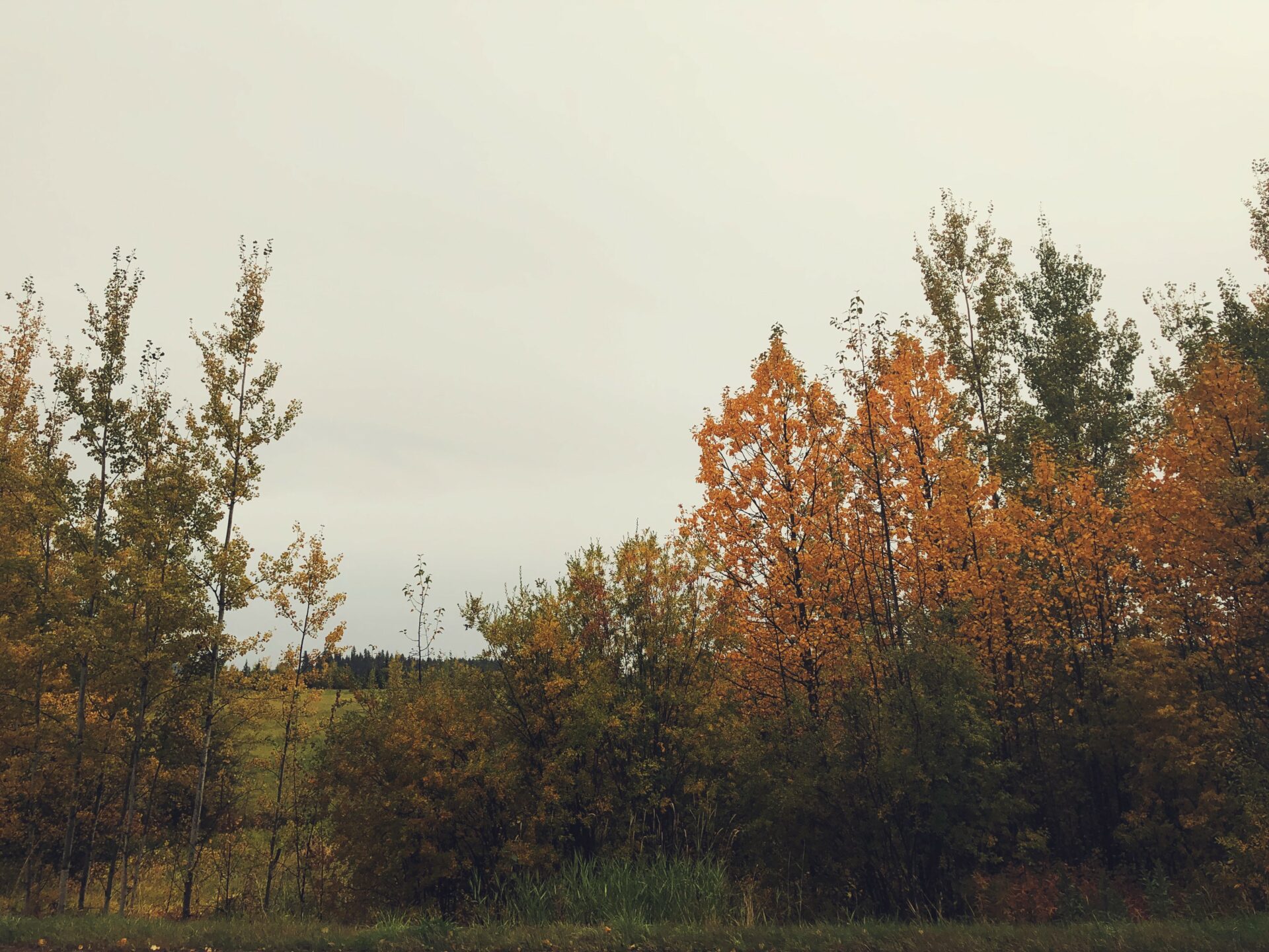 Foraged Tea On A Foggy Fall Morning. Credit: Raeanne O’Meara.